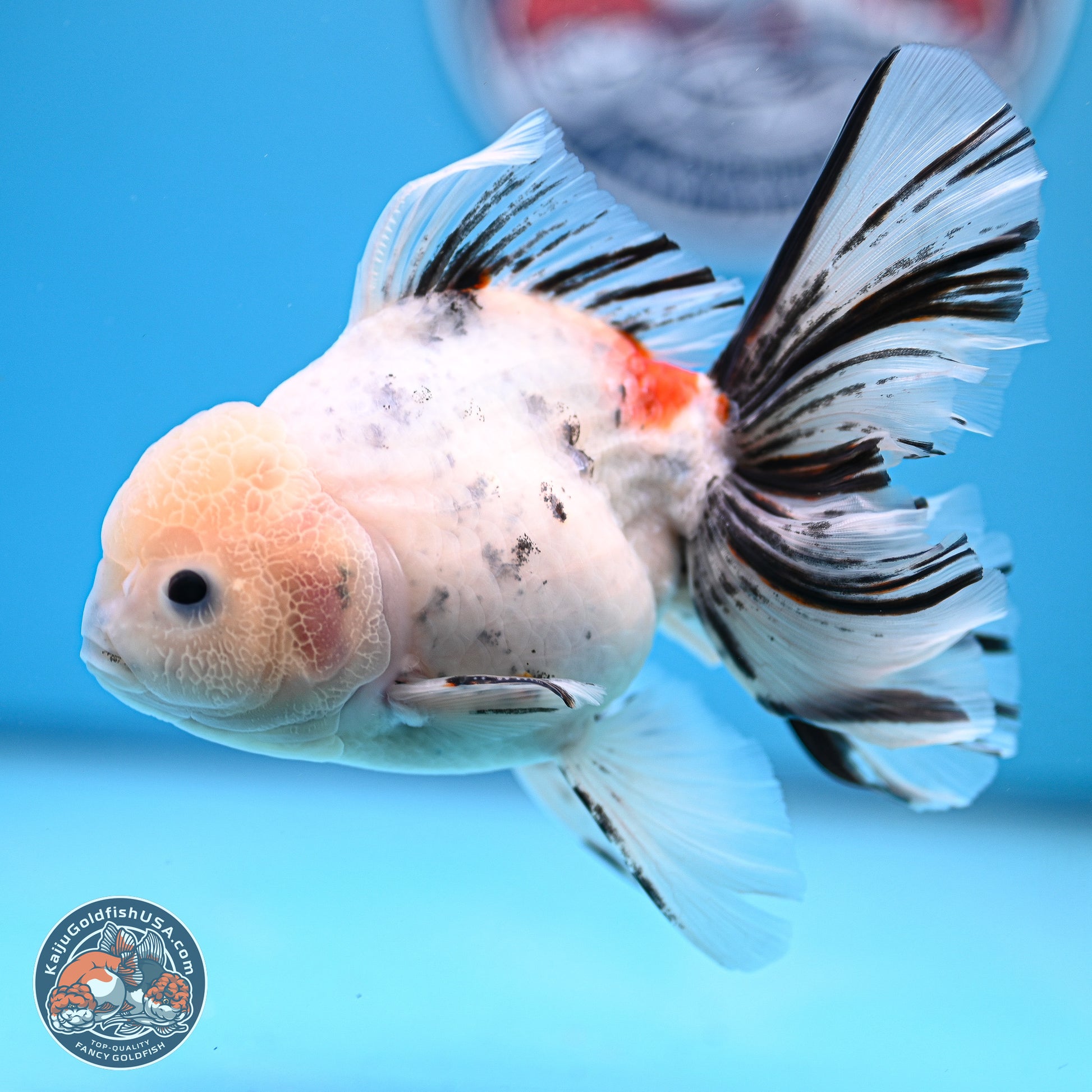 Calico Rose Tail Oranda 4-6 inches (240920_OR14) - Kaiju Goldfish USA