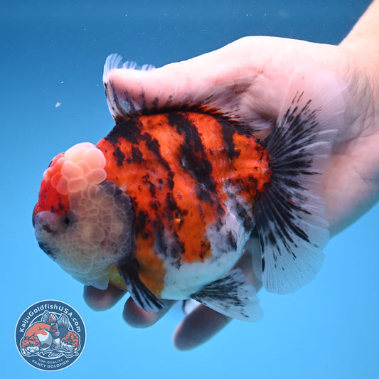 Tricolor Tiger Oranda 4 inch Body (250905_OR14)