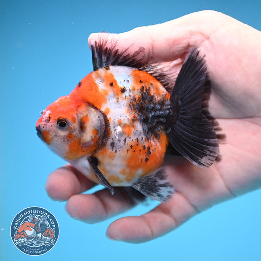 Shogun High Back Calico Oranda 3 inch Body (250822_OR14)