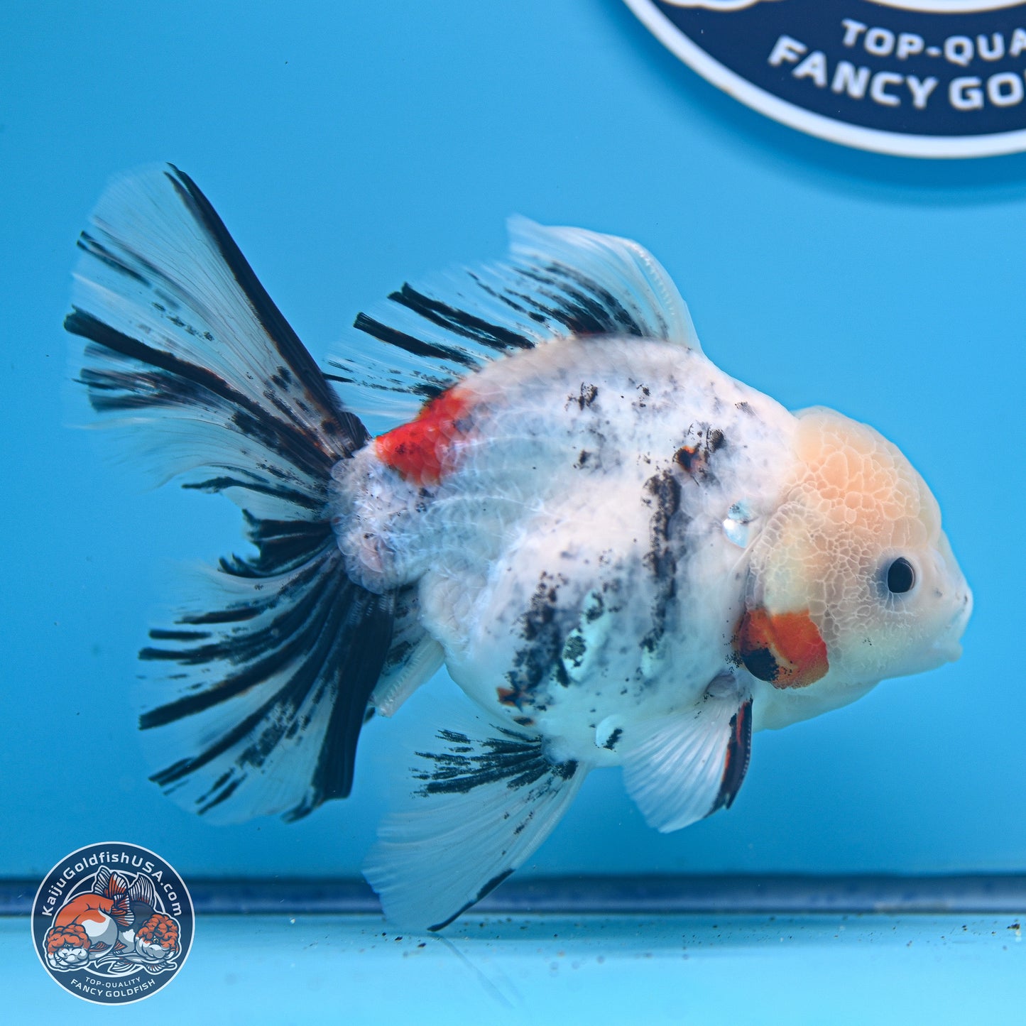 Calico Rose Tail Oranda 4-6 inches (240920_OR14) - Kaiju Goldfish USA