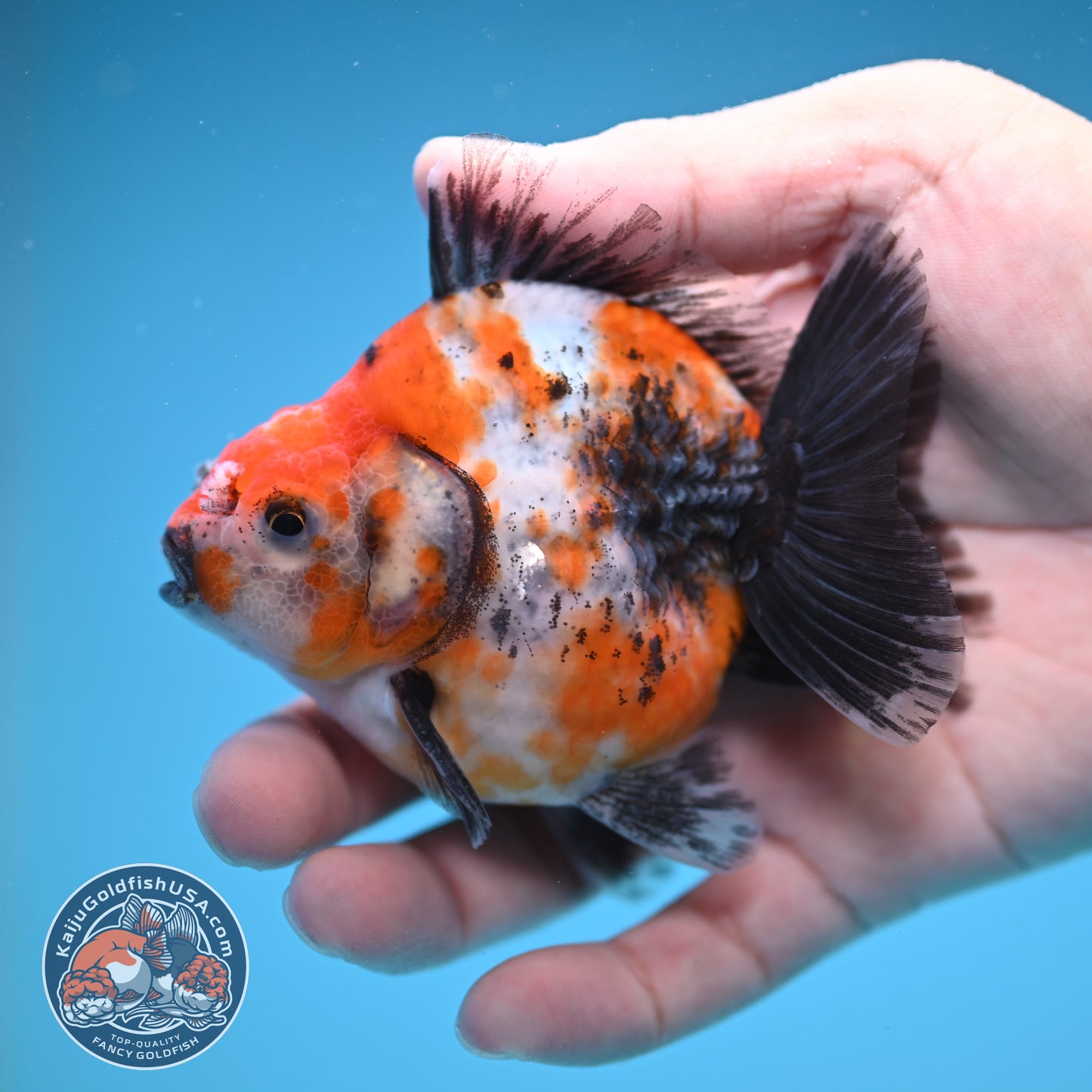 Shogun High Back Calico Oranda 3 inch Body (250822_OR14)