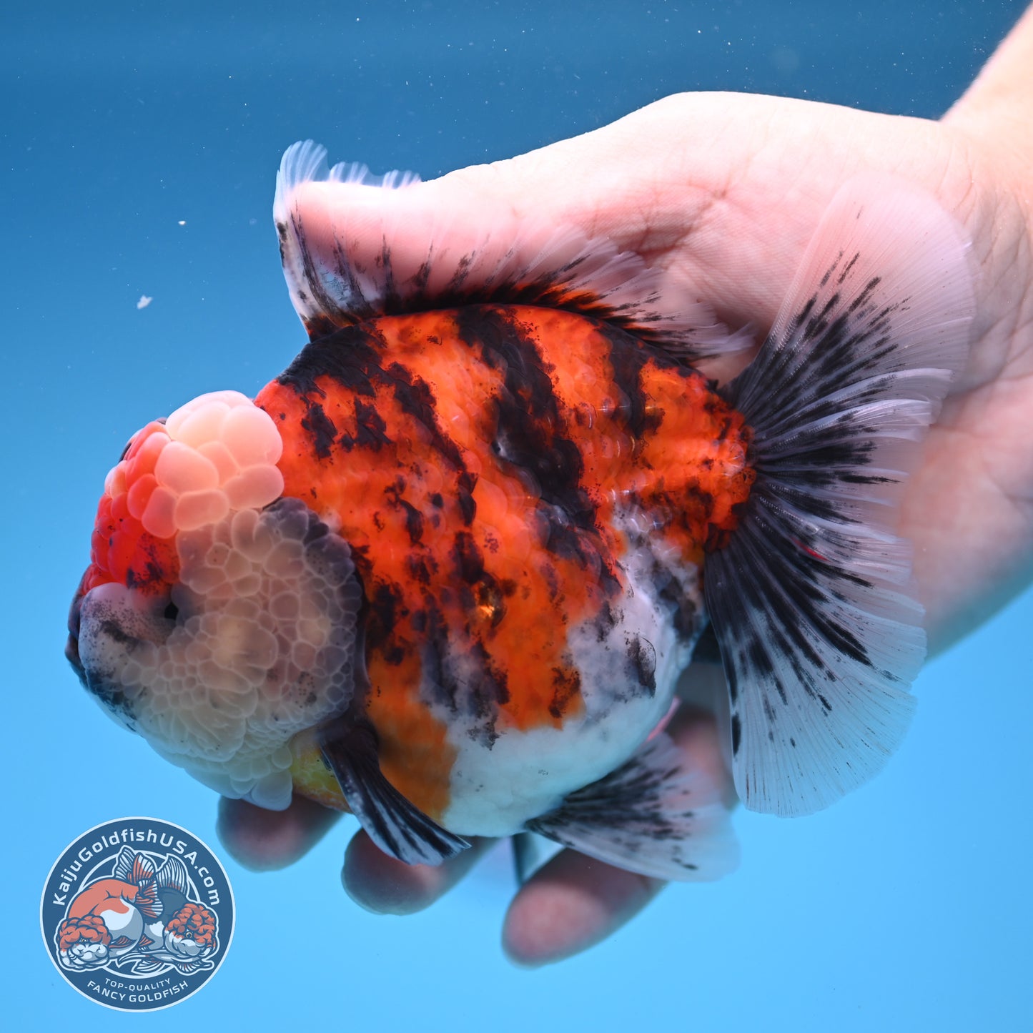Tricolor Tiger Oranda 4 inch Body (250905_OR14)