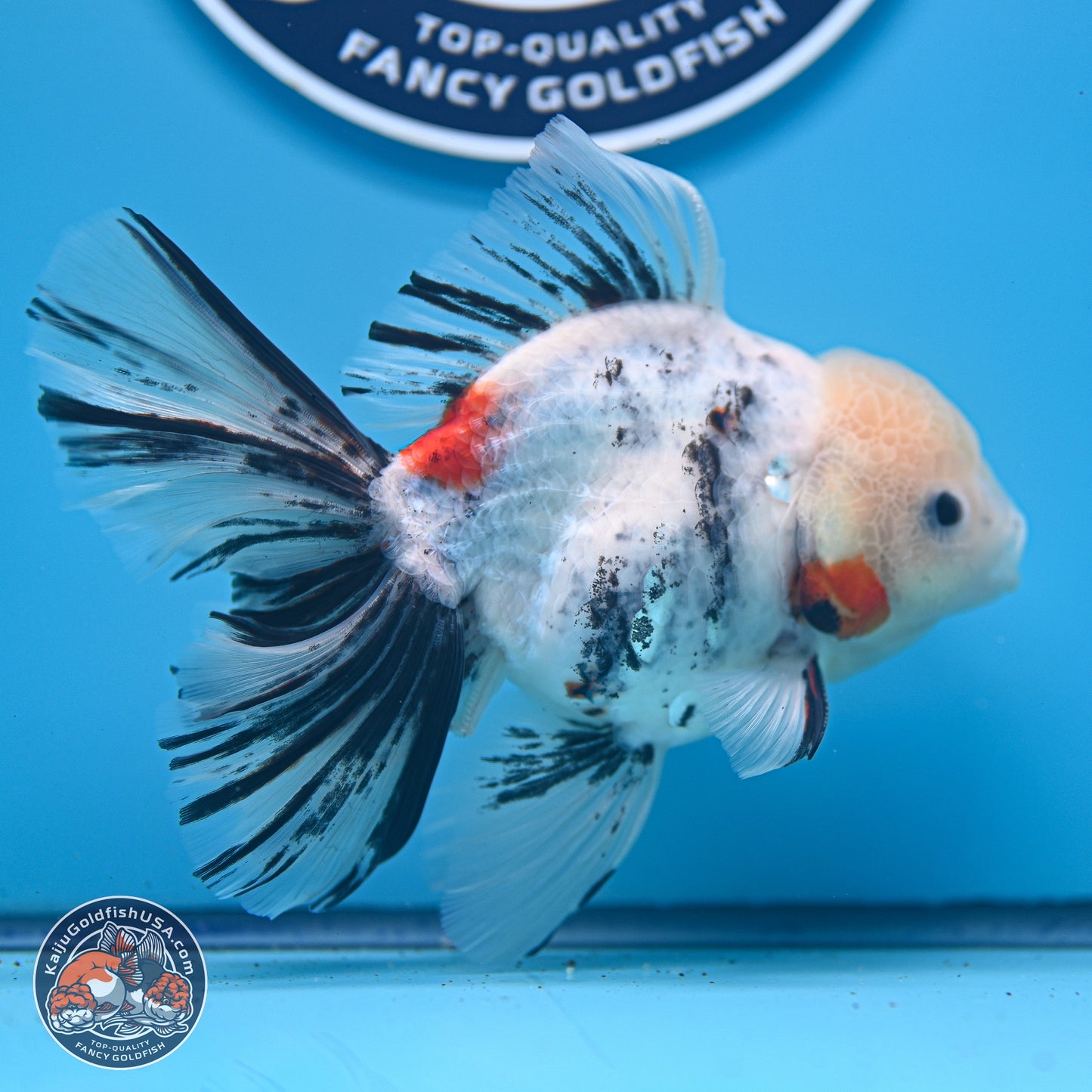 Calico Rose Tail Oranda 4-6 inches (240920_OR14) - Kaiju Goldfish USA