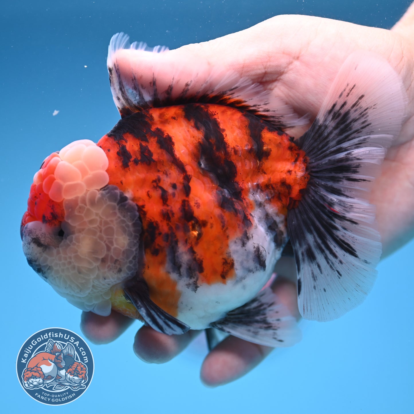 Tricolor Tiger Oranda 4 inch Body (250905_OR14)