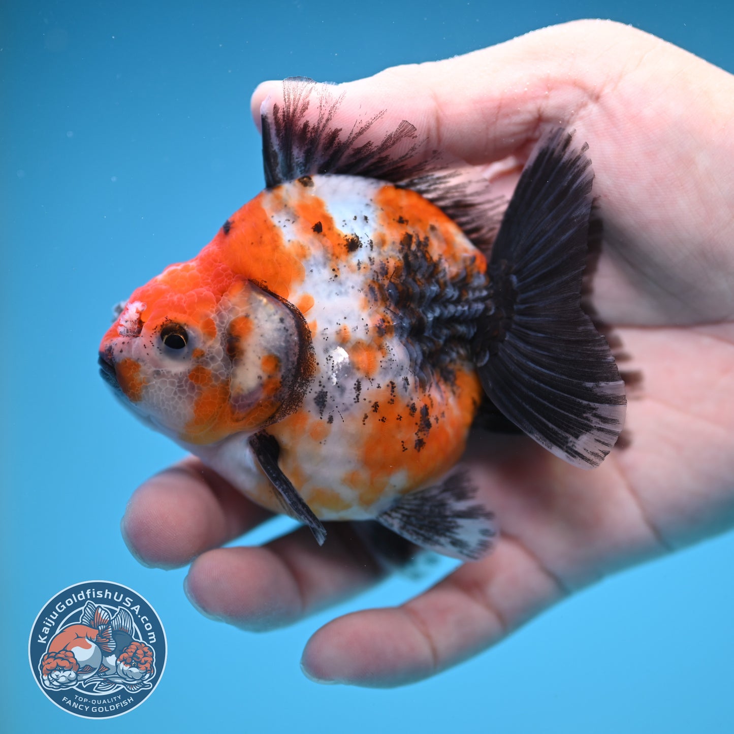 Shogun High Back Calico Oranda 3 inch Body (250822_OR14)