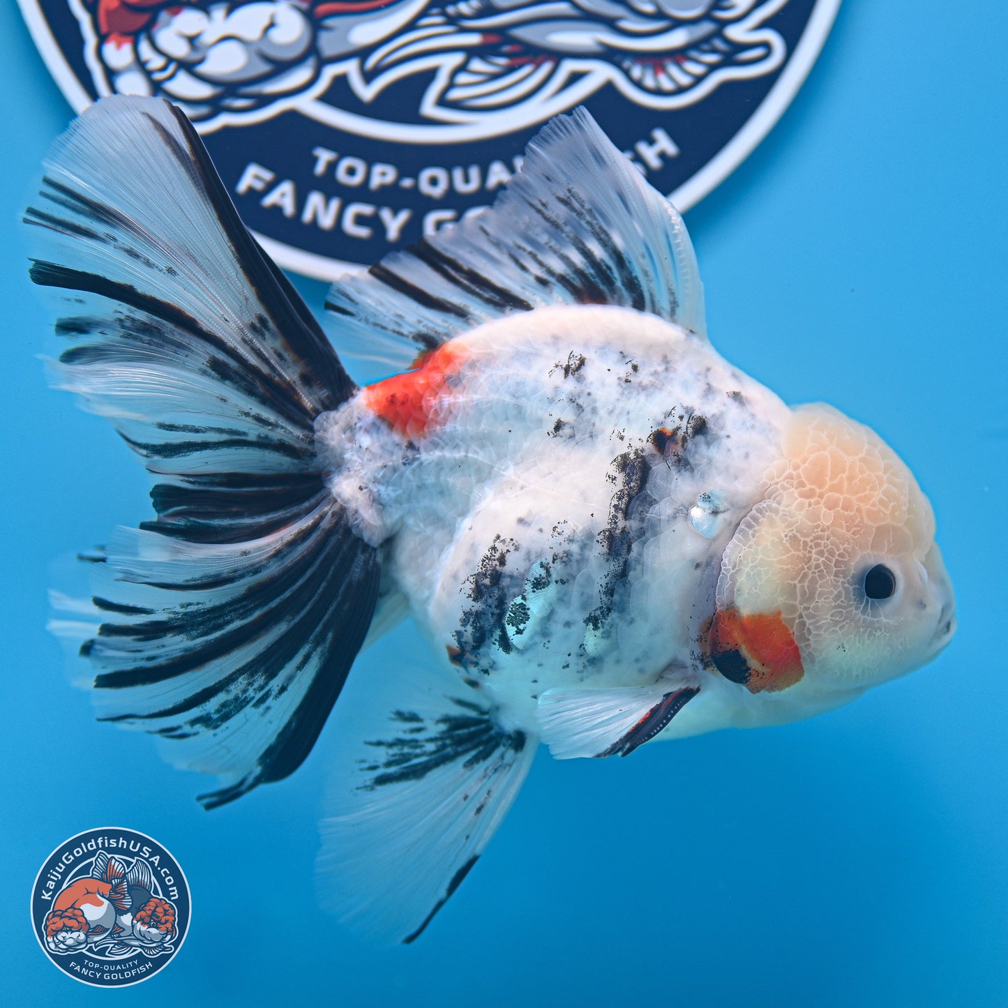 Calico Rose Tail Oranda 4-6 inches (240920_OR14) - Kaiju Goldfish USA