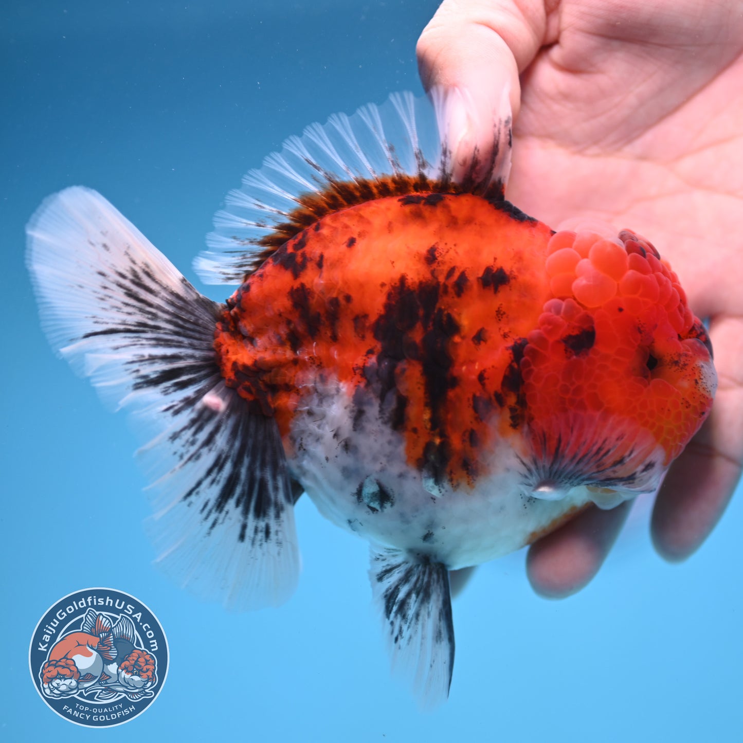 Tricolor Tiger Oranda 4 inch Body (250905_OR14)
