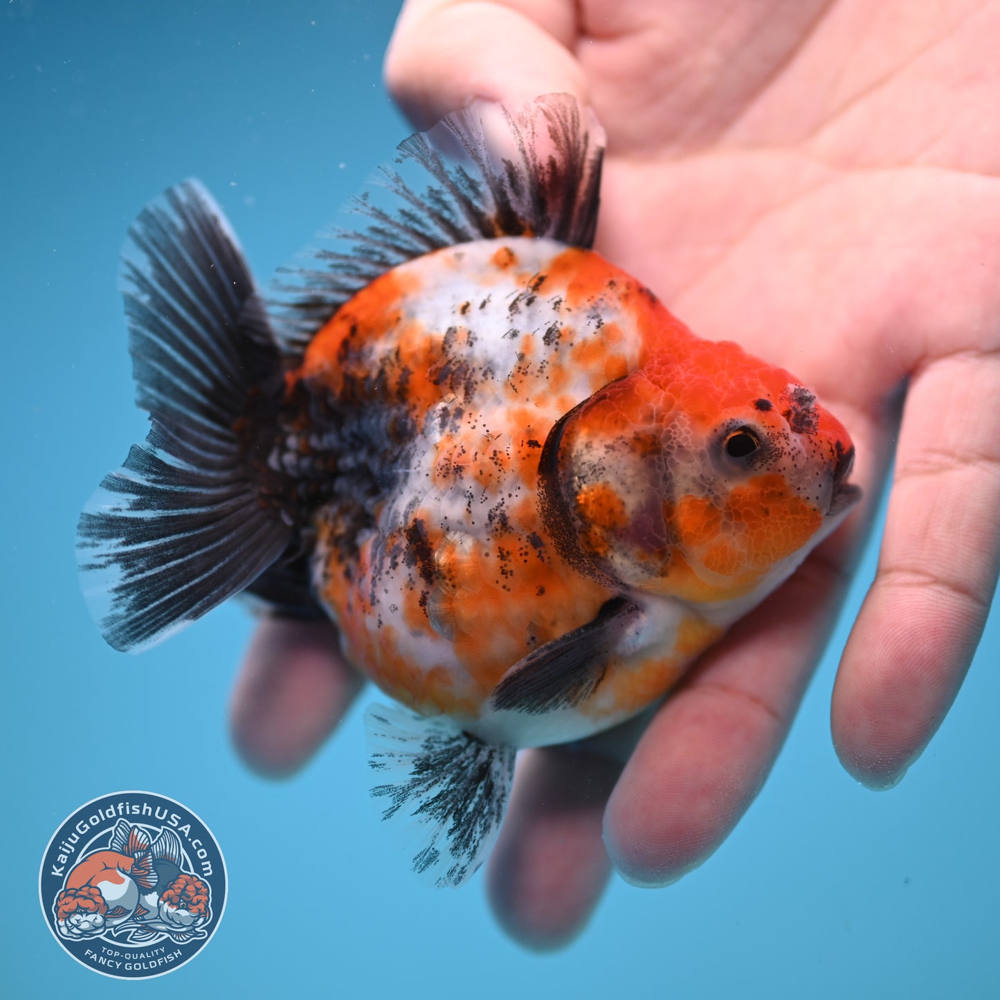 Shogun High Back Calico Oranda 3 inch Body (250822_OR14)