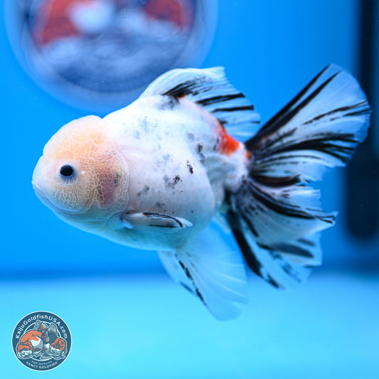 Calico Rose Tail Oranda 4-6 inches (240920_OR14) - Kaiju Goldfish USA