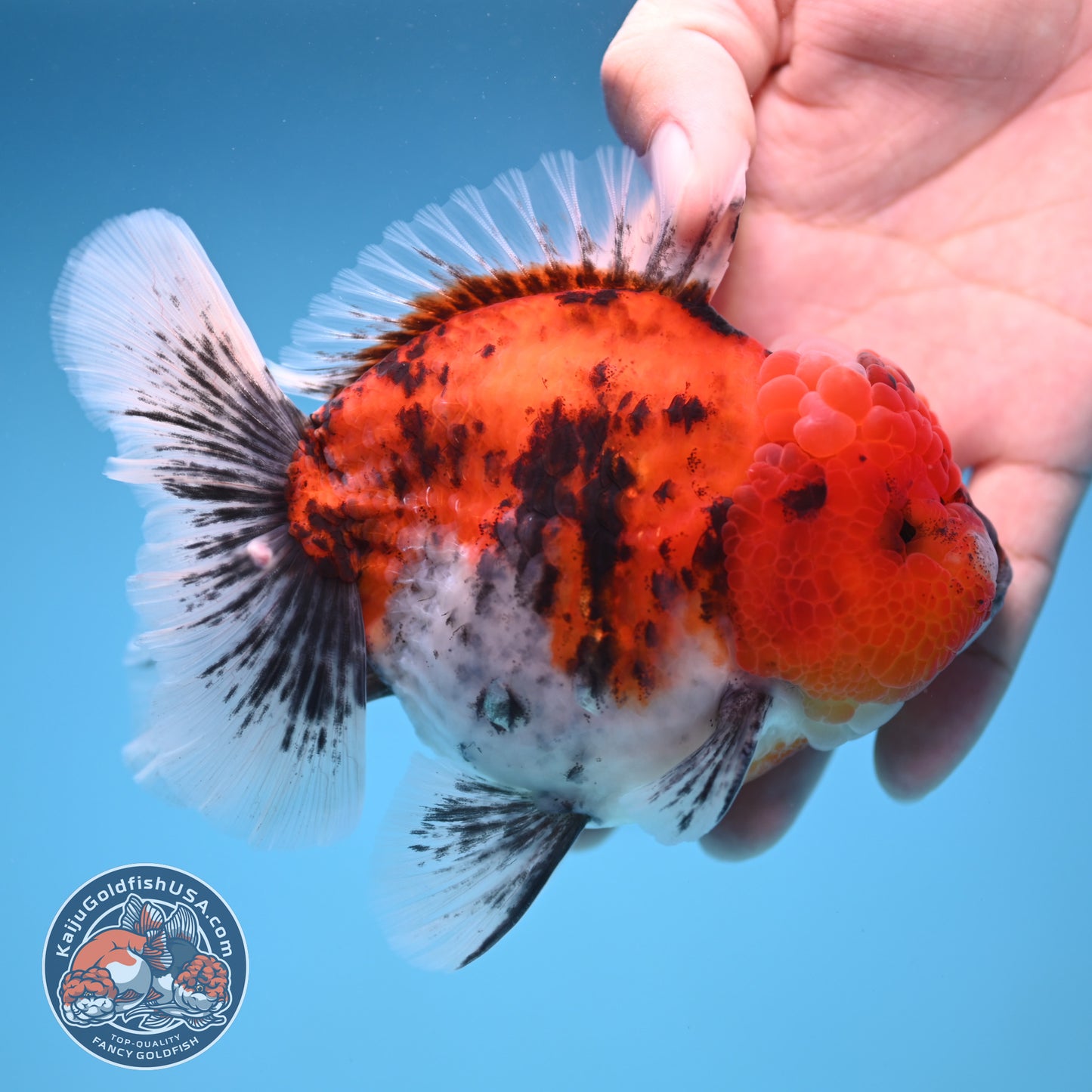 Tricolor Tiger Oranda 4 inch Body (250905_OR14)