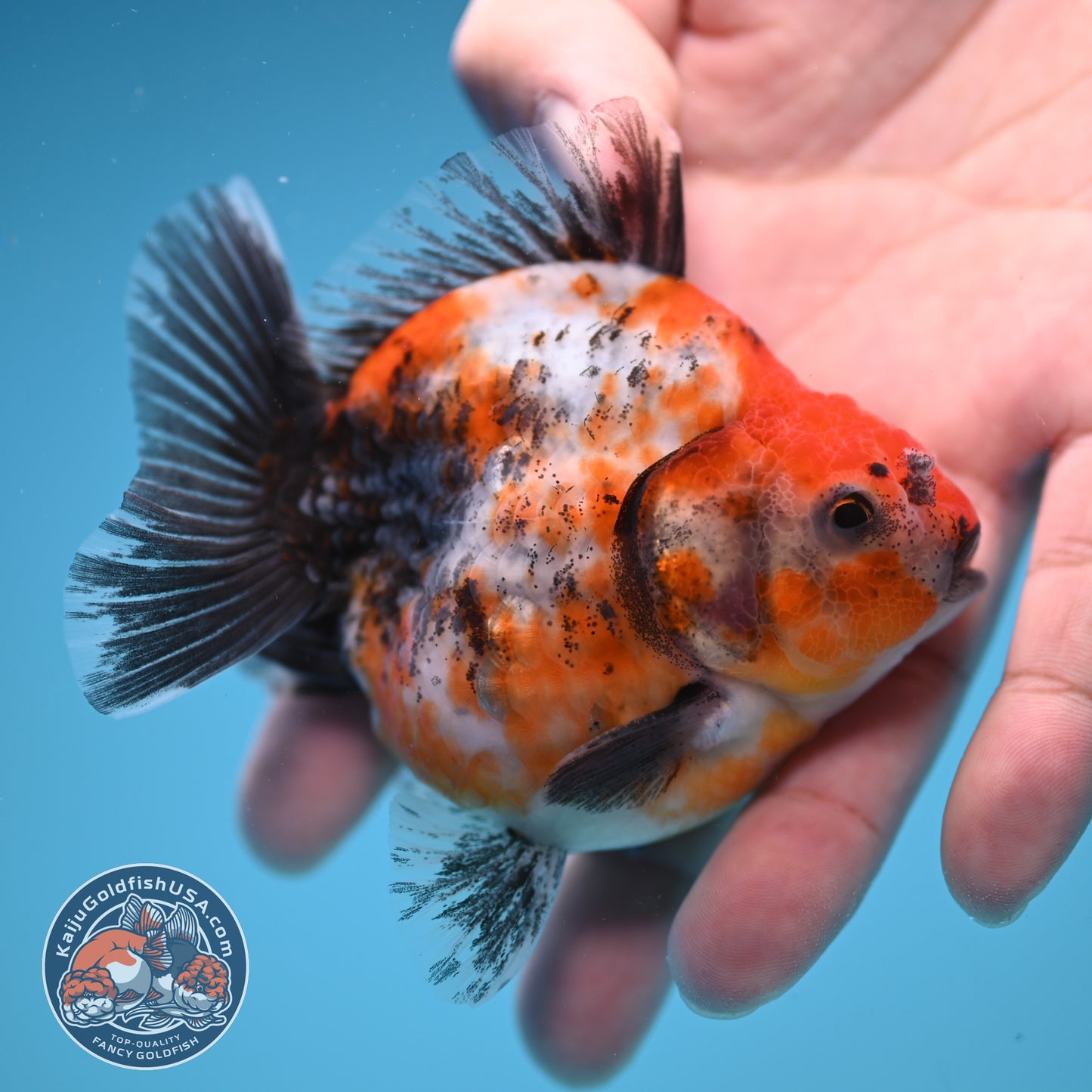 Shogun High Back Calico Oranda 3 inch Body (250822_OR14)