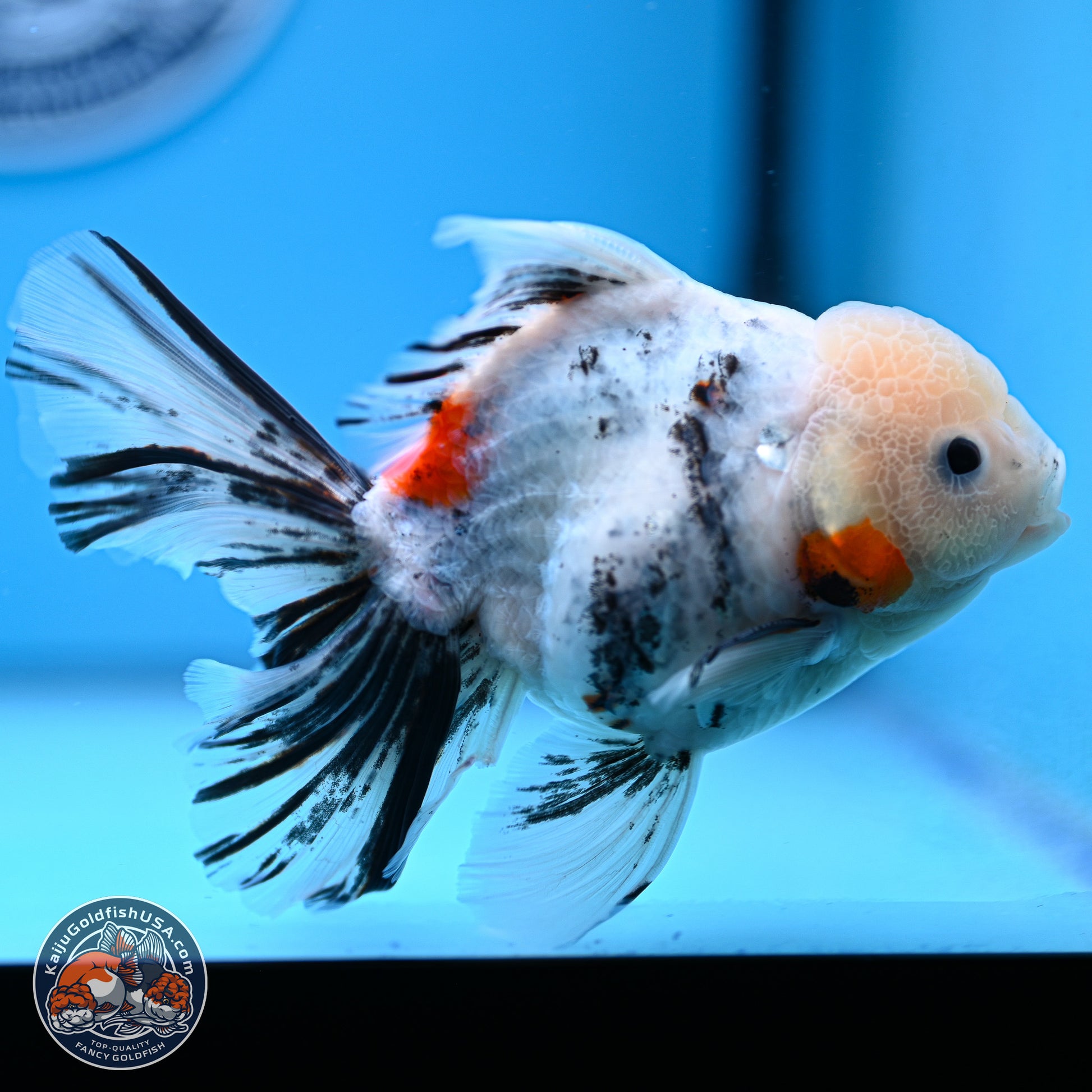 Calico Rose Tail Oranda 4-6 inches (240920_OR14) - Kaiju Goldfish USA