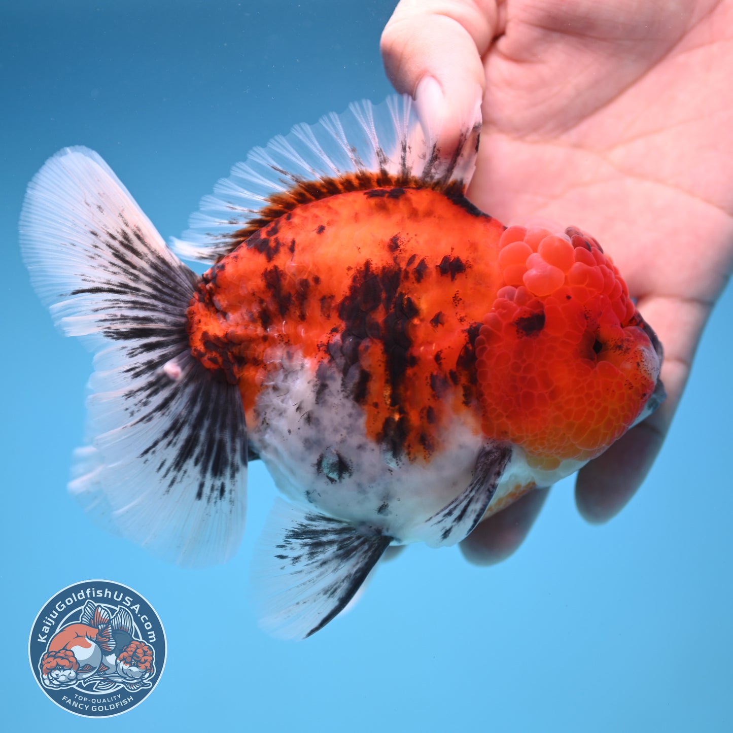 Tricolor Tiger Oranda 4 inch Body (250905_OR14)