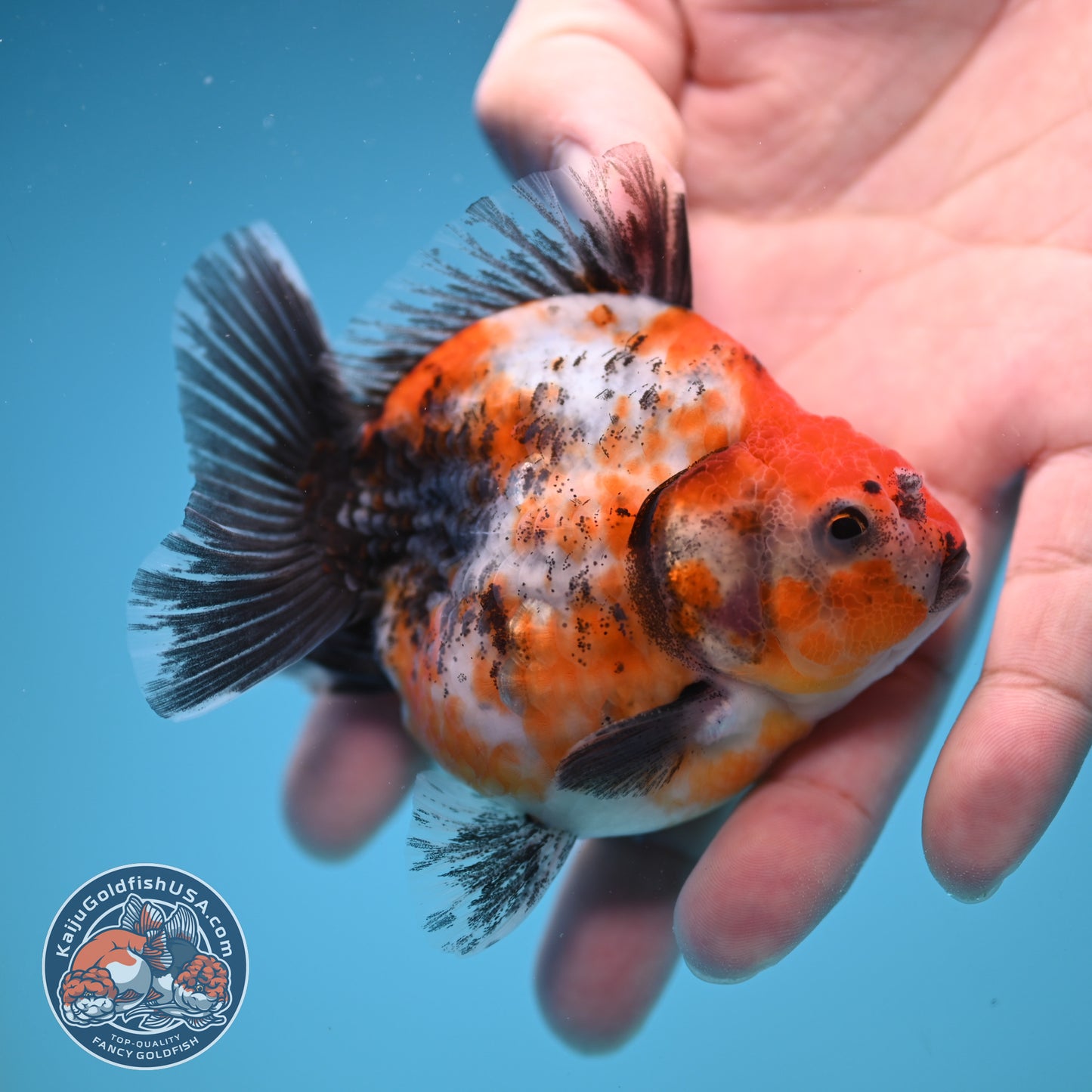 Shogun High Back Calico Oranda 3 inch Body (250822_OR14)
