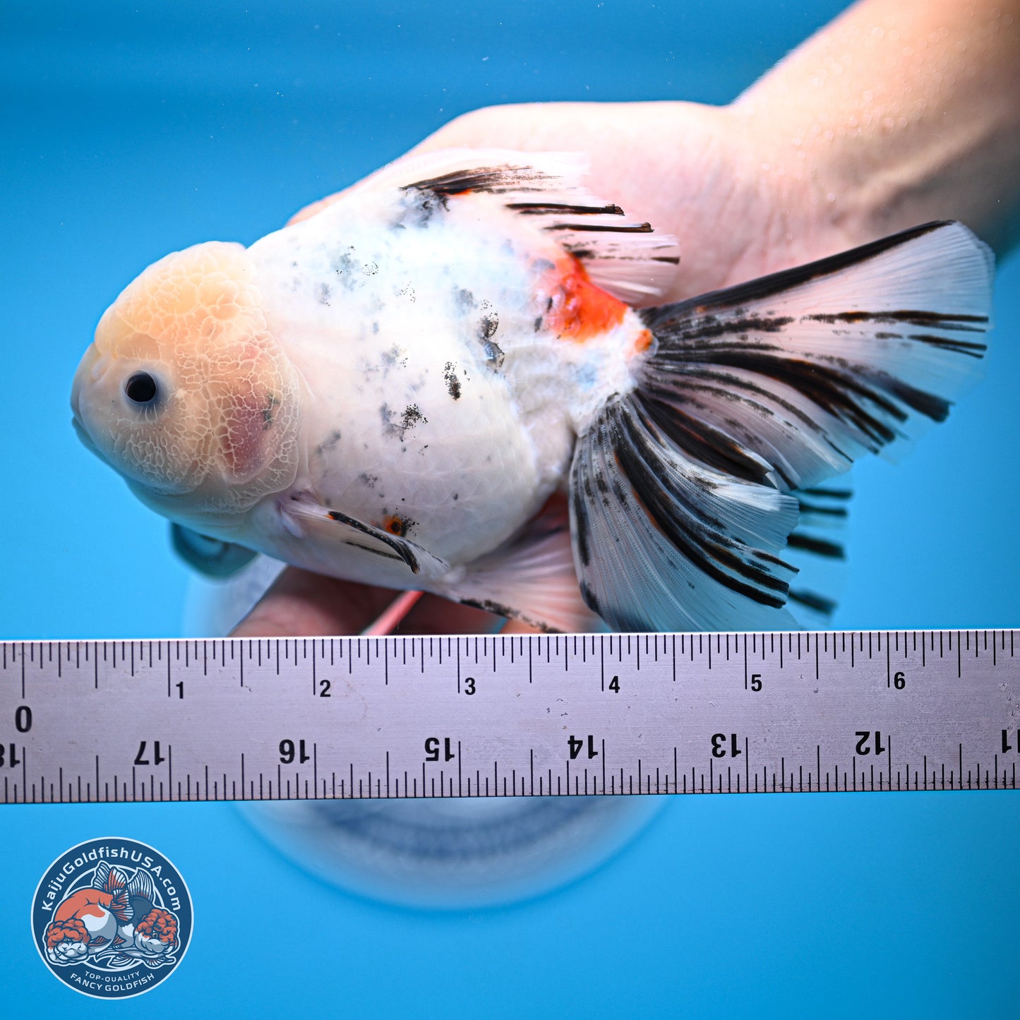 Calico Rose Tail Oranda 4-6 inches (240920_OR14) - Kaiju Goldfish USA