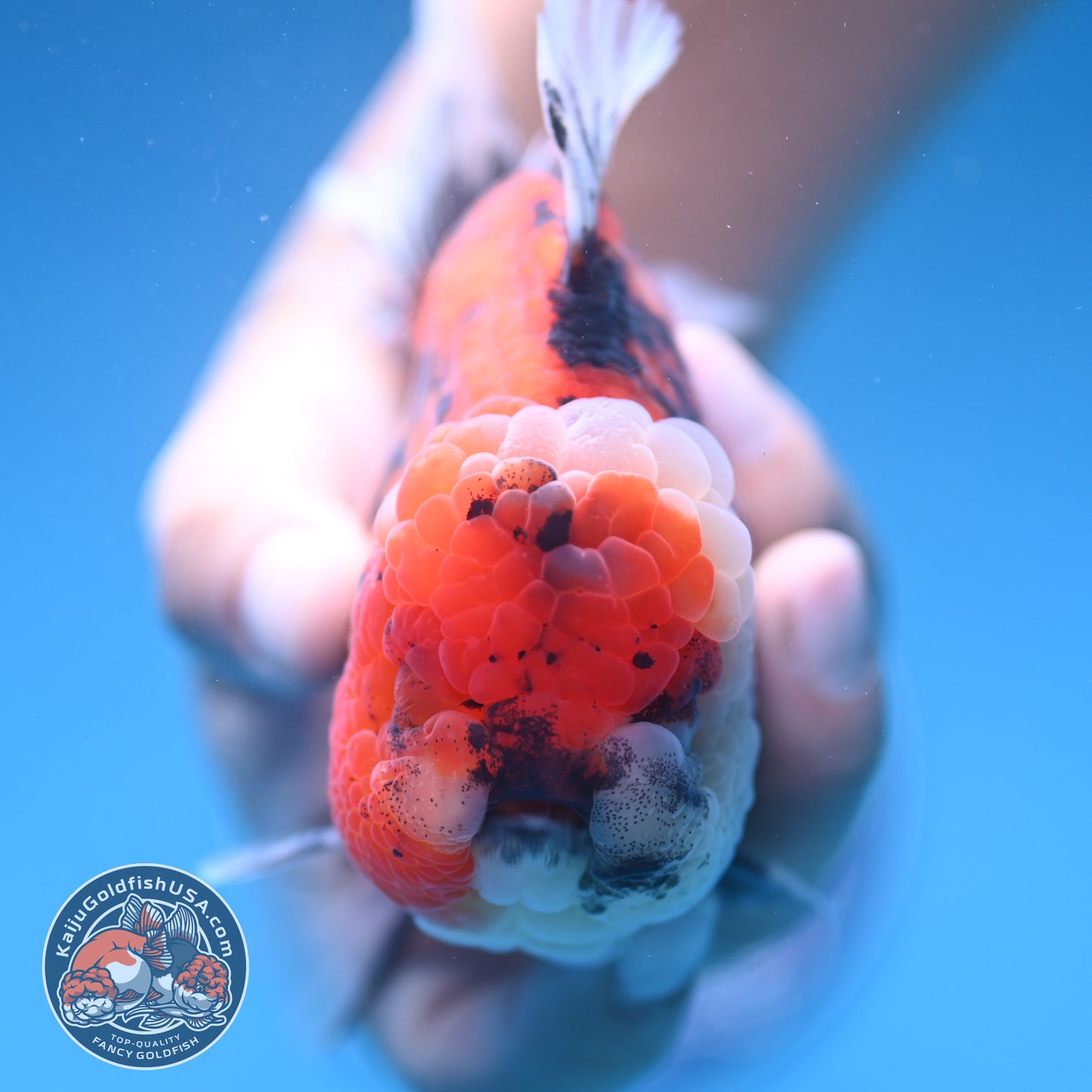 Tricolor Tiger Oranda 4 inch Body (250905_OR14)