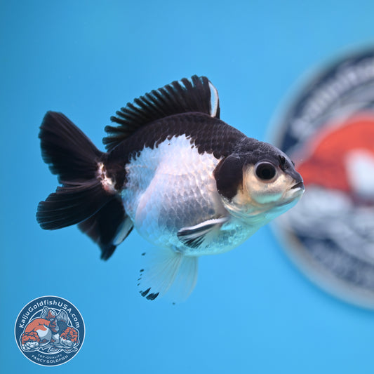 FREE2DAY Shipping - Panda Oranda 3 inches Body (250523_OR14)