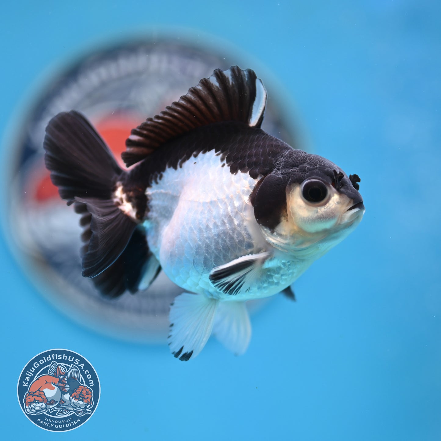 FREE2DAY Shipping - Panda Oranda 3 inches Body (250523_OR14)