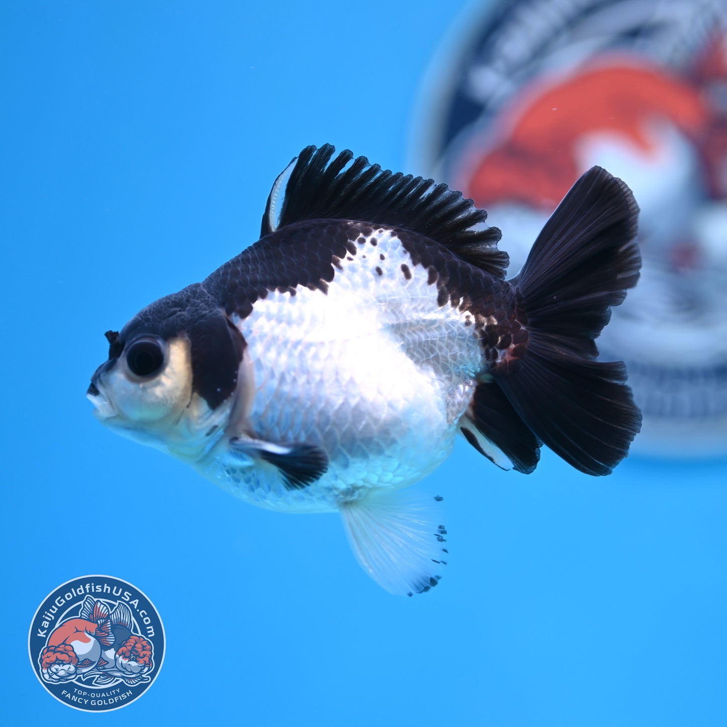 FREE2DAY Shipping - Panda Oranda 3 inches Body (250523_OR14)