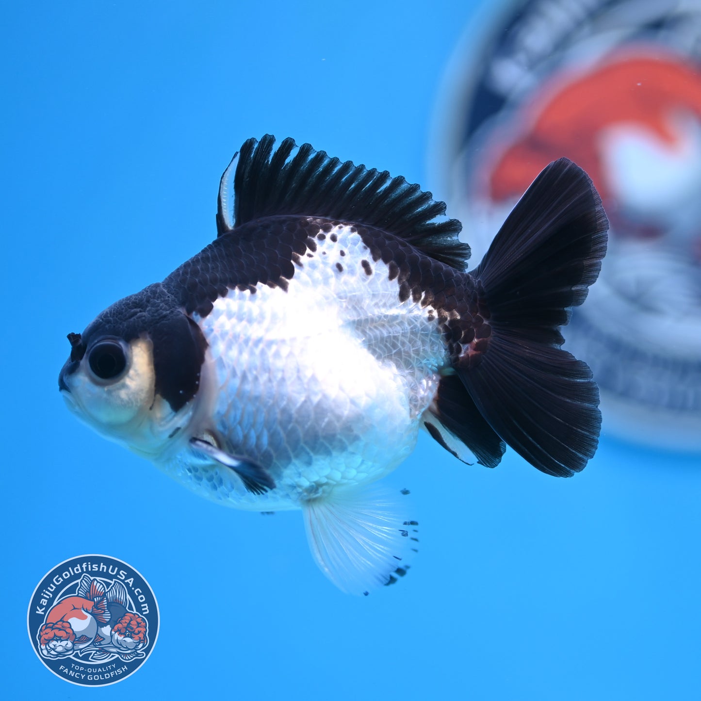 FREE2DAY Shipping - Panda Oranda 3 inches Body (250523_OR14)