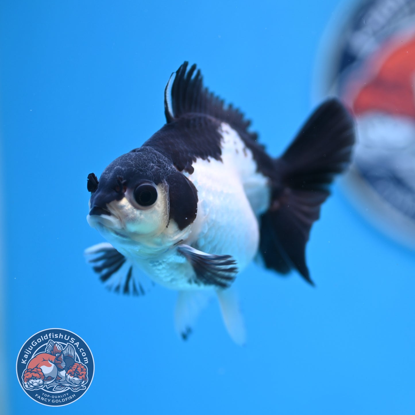 FREE2DAY Shipping - Panda Oranda 3 inches Body (250523_OR14)