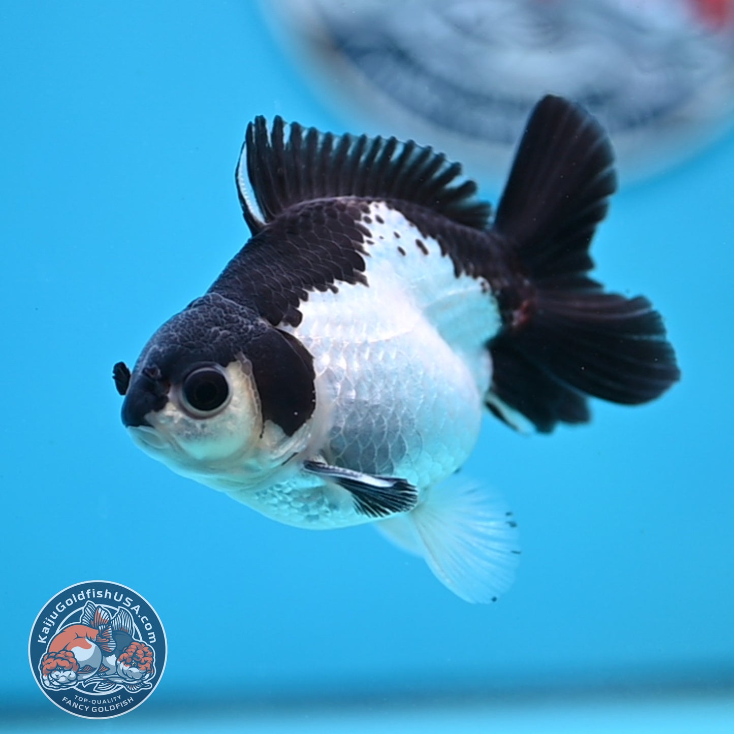 FREE2DAY Shipping - Panda Oranda 3 inches Body (250523_OR14)