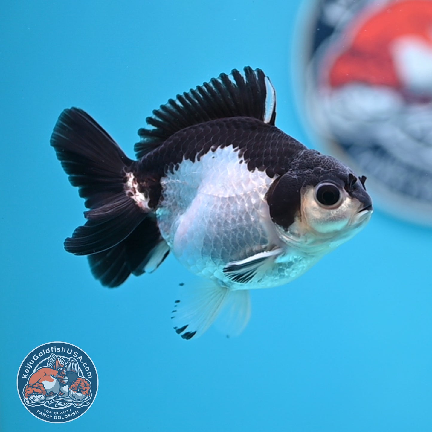 FREE2DAY Shipping - Panda Oranda 3 inches Body (250523_OR14)