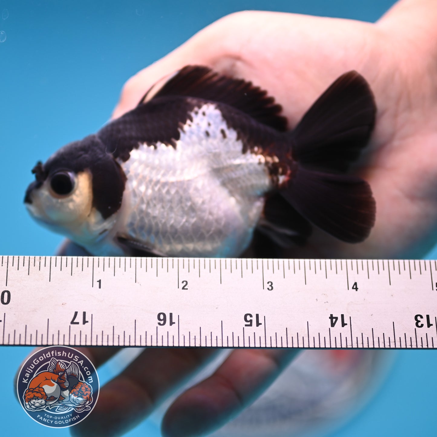 FREE2DAY Shipping - Panda Oranda 3 inches Body (250523_OR14)