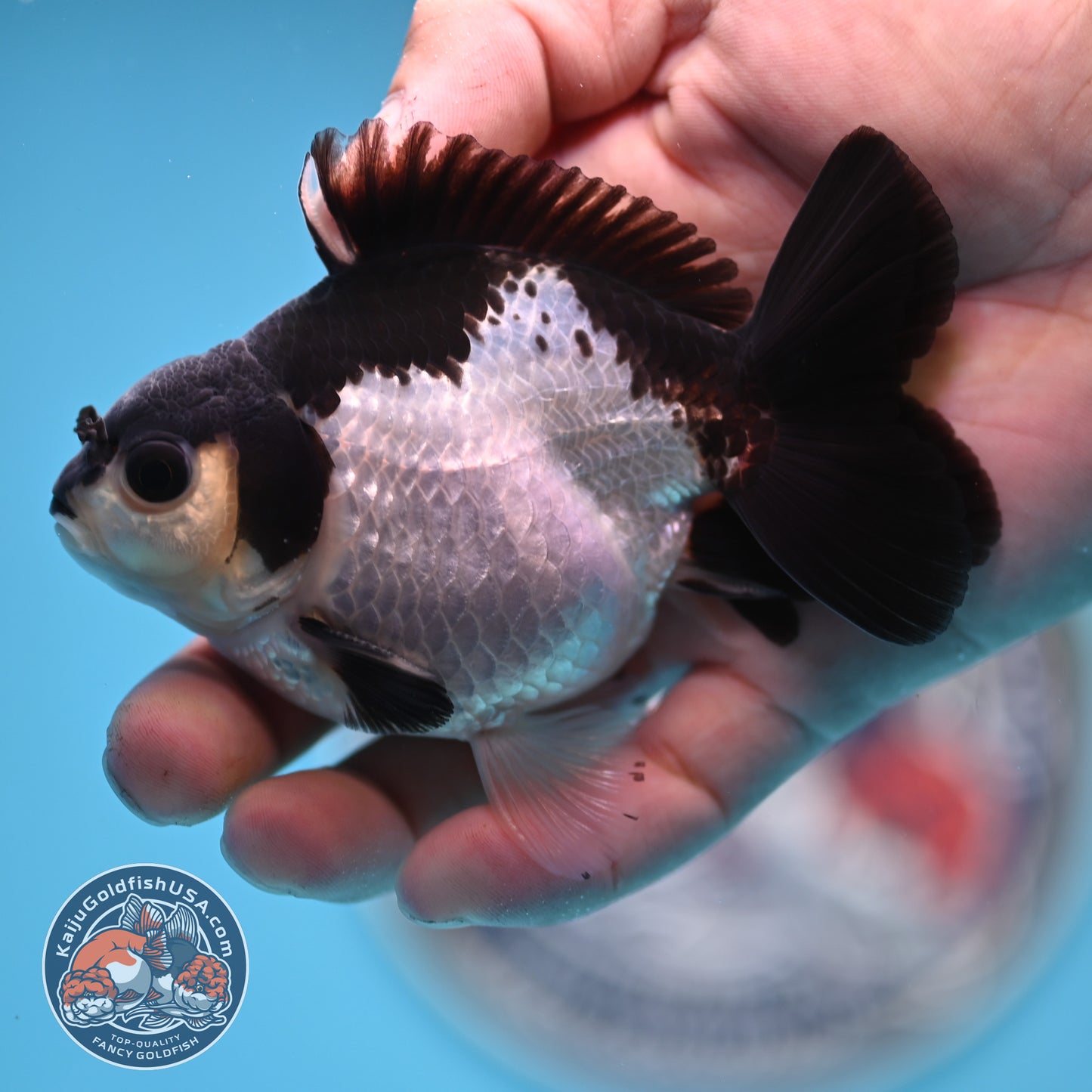 FREE2DAY Shipping - Panda Oranda 3 inches Body (250523_OR14)