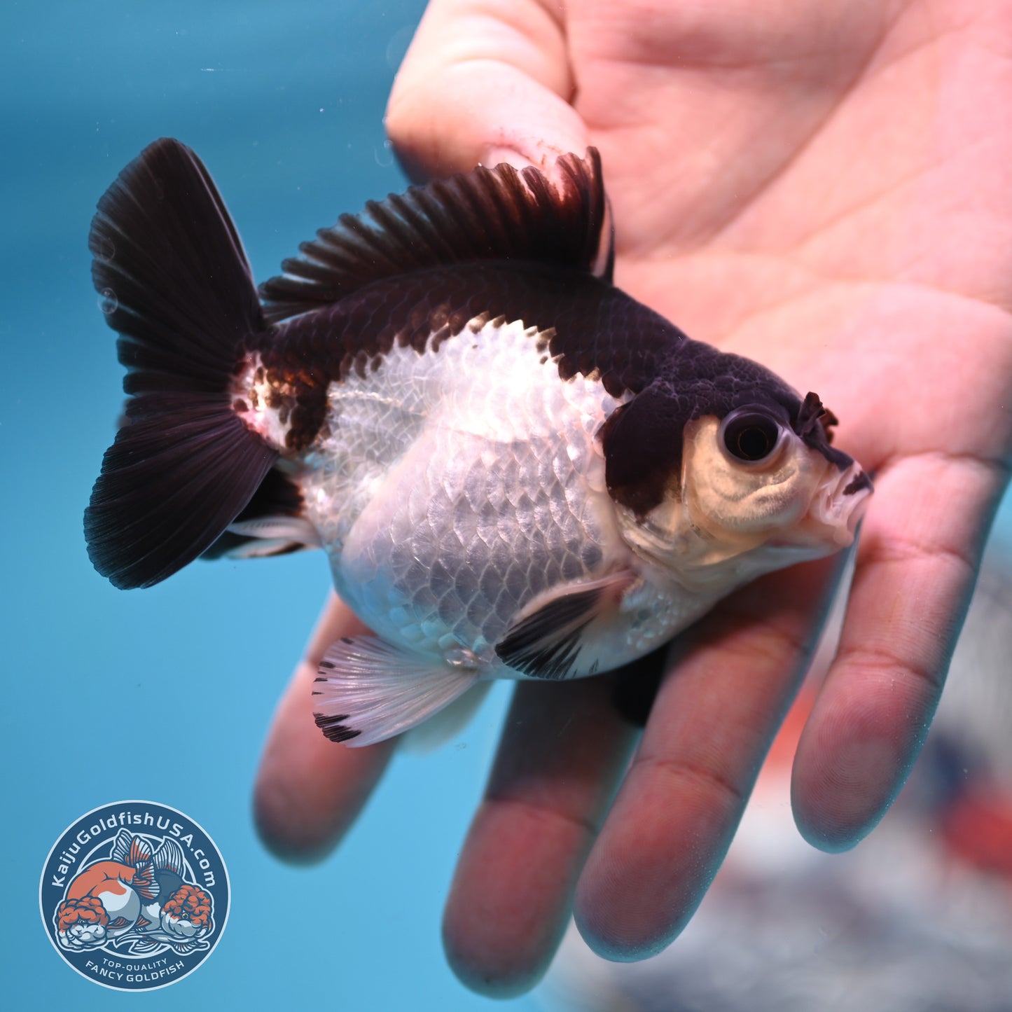 FREE2DAY Shipping - Panda Oranda 3 inches Body (250523_OR14)