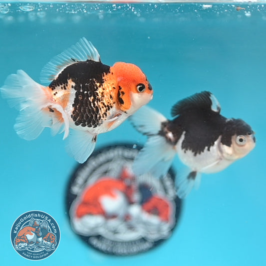 2-Pack Oranda 3 inches Body (250509_OR14)