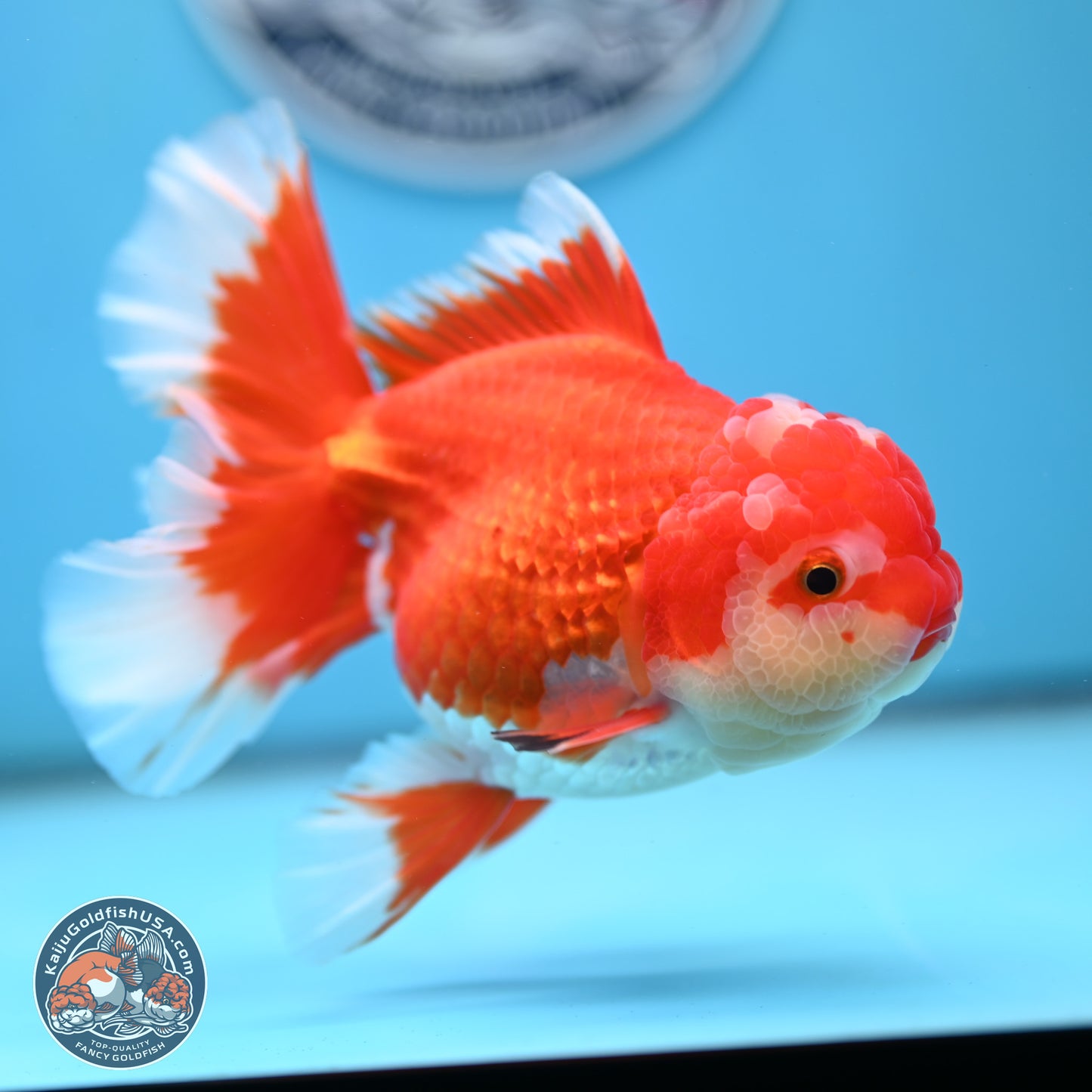 Red White Orchid Tail Oranda 4 inches Body - Female (250214_OR15)