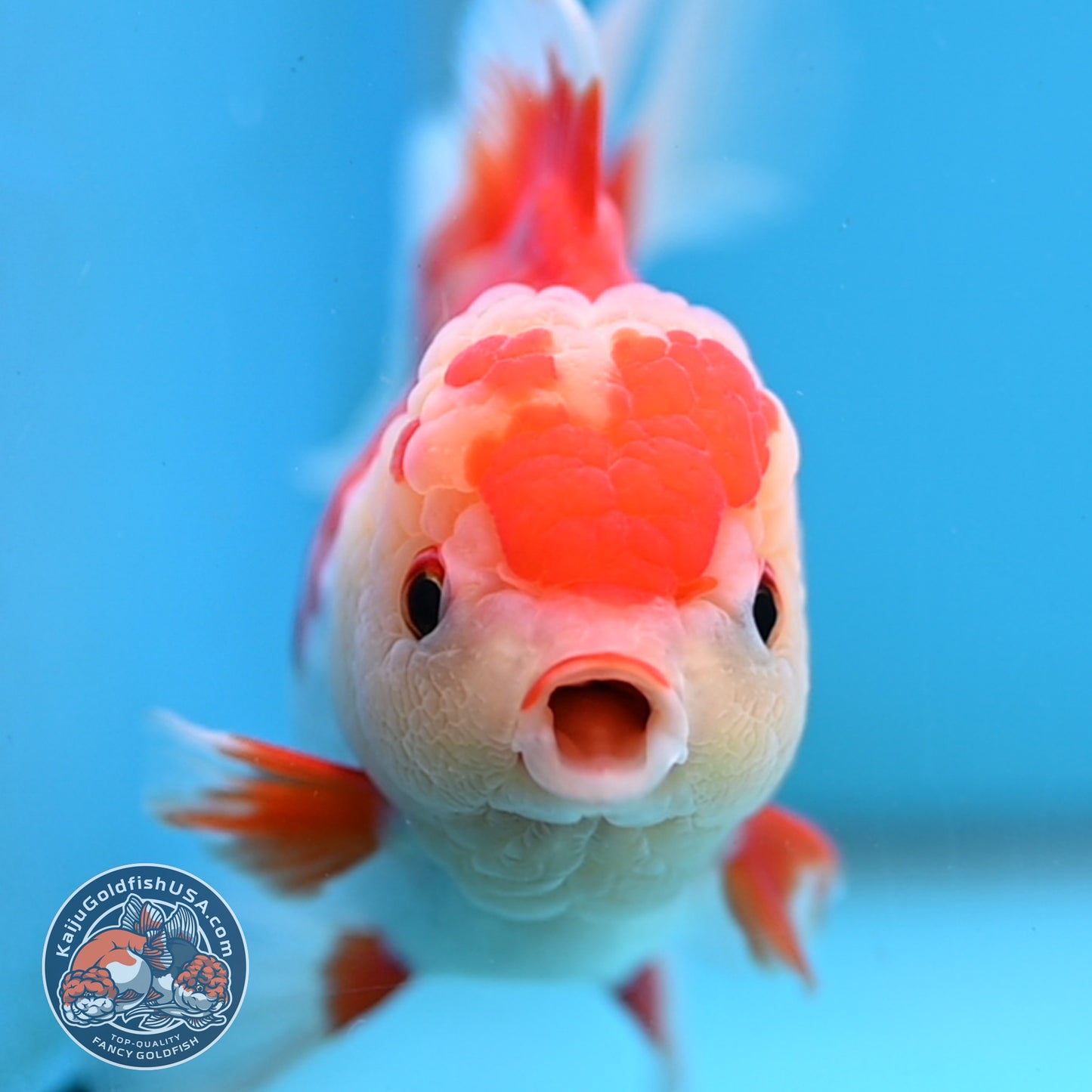 Red White Rose Tail Oranda 4 inch Body (251003_OR15)