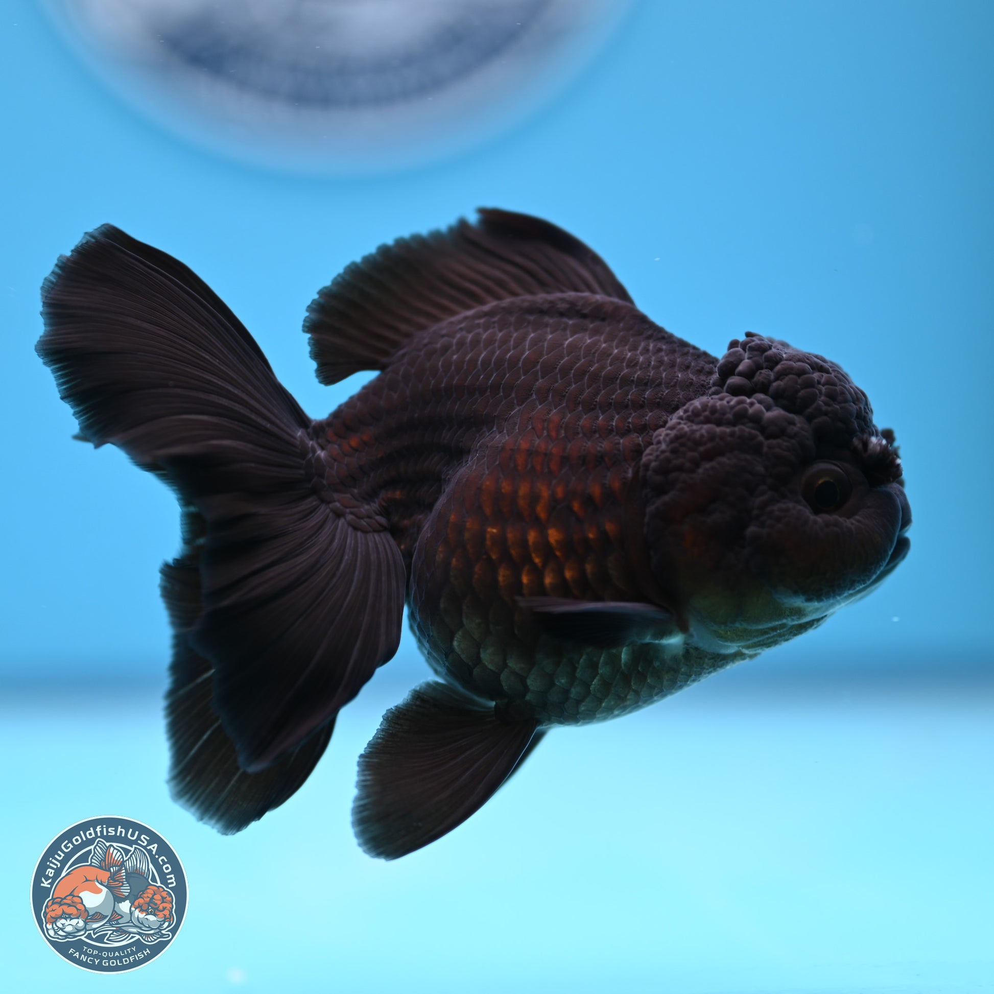 Black Rose Tail Oranda 3.5-5 inches (240913_OR15) - Kaiju Goldfish USA