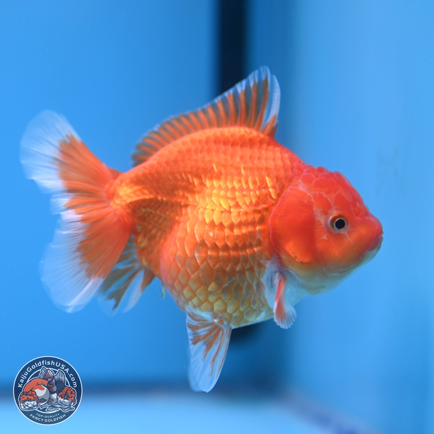 Classic Red YuanBao Oranda 4.5 inches - Female (241122_OR15) - Kaiju Goldfish USA