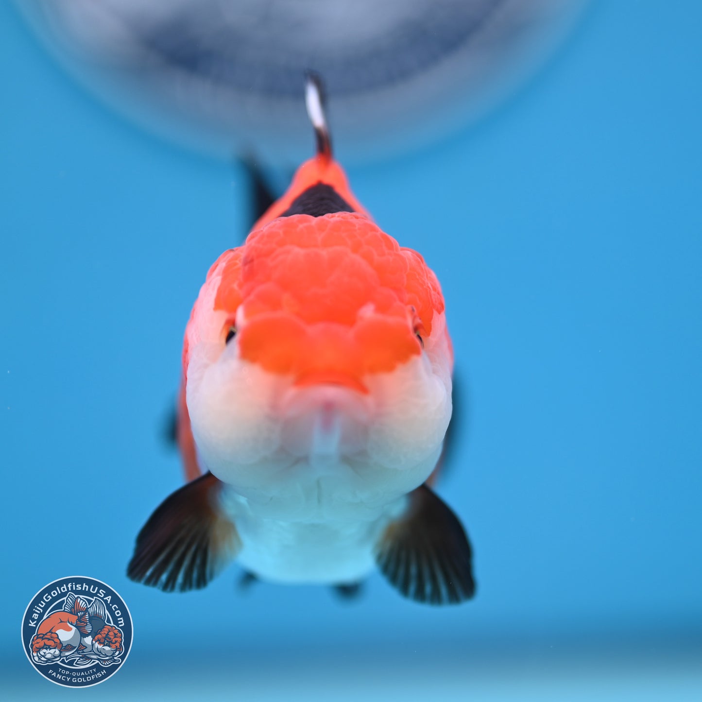 Tricolor Oranda 3.5-4 inches (241004_OR15) - Kaiju Goldfish USA