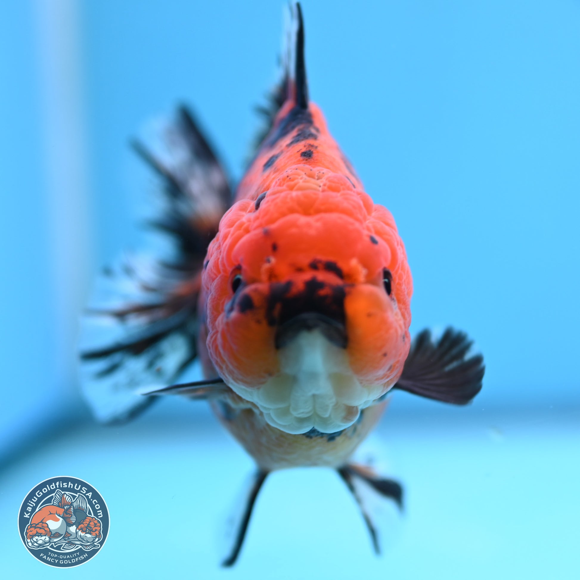 Shogun Tiger YuanBao Oranda 3.5in Body (240802_OR15) - Kaiju Goldfish USA