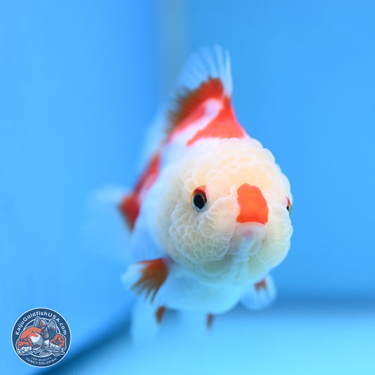 Red White YuanBao Oranda 3.25 inches Body - Female (250103_OR15) - Kaiju Goldfish USA