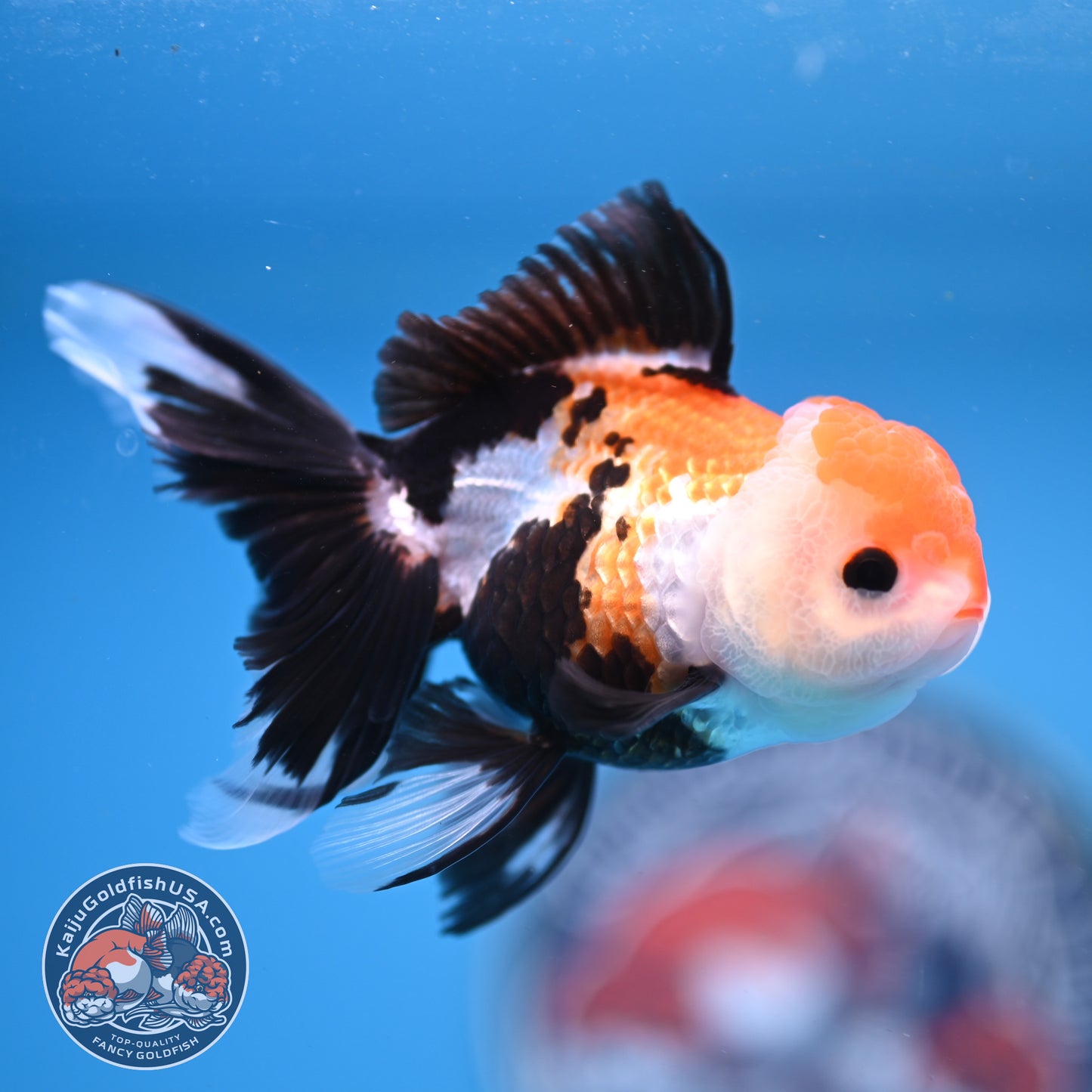 Tricolor Oranda 3.25 inches Body (250530_OR15)