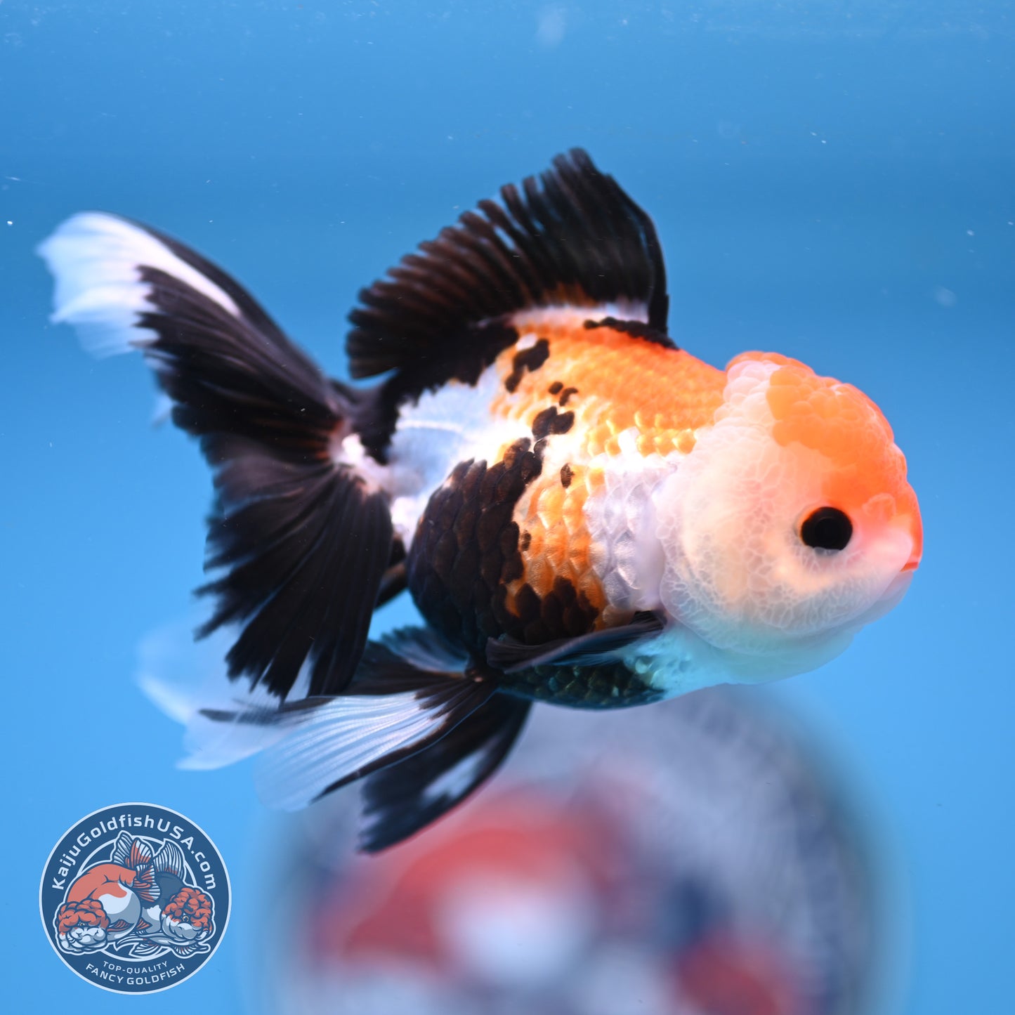 Tricolor Oranda 3.25 inches Body (250530_OR15)