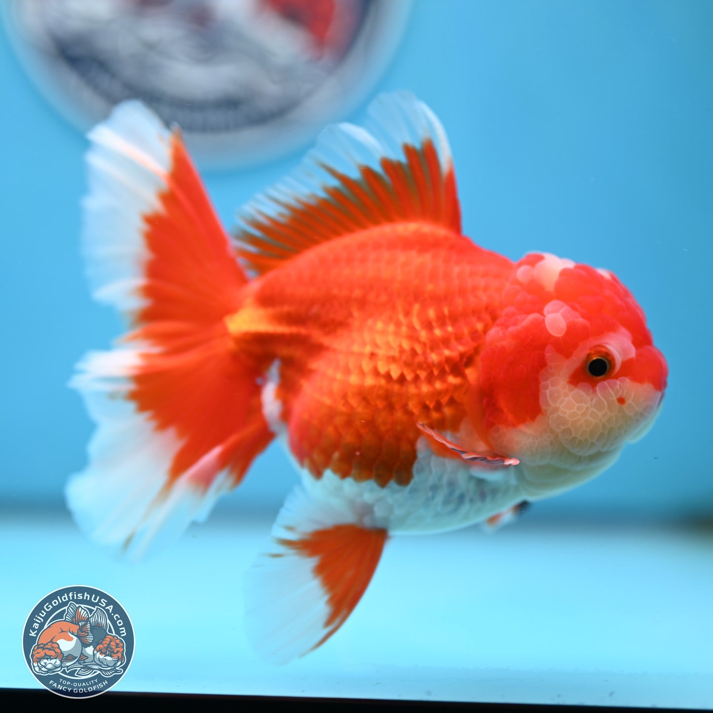 Red White Orchid Tail Oranda 4 inches Body - Female (250214_OR15)