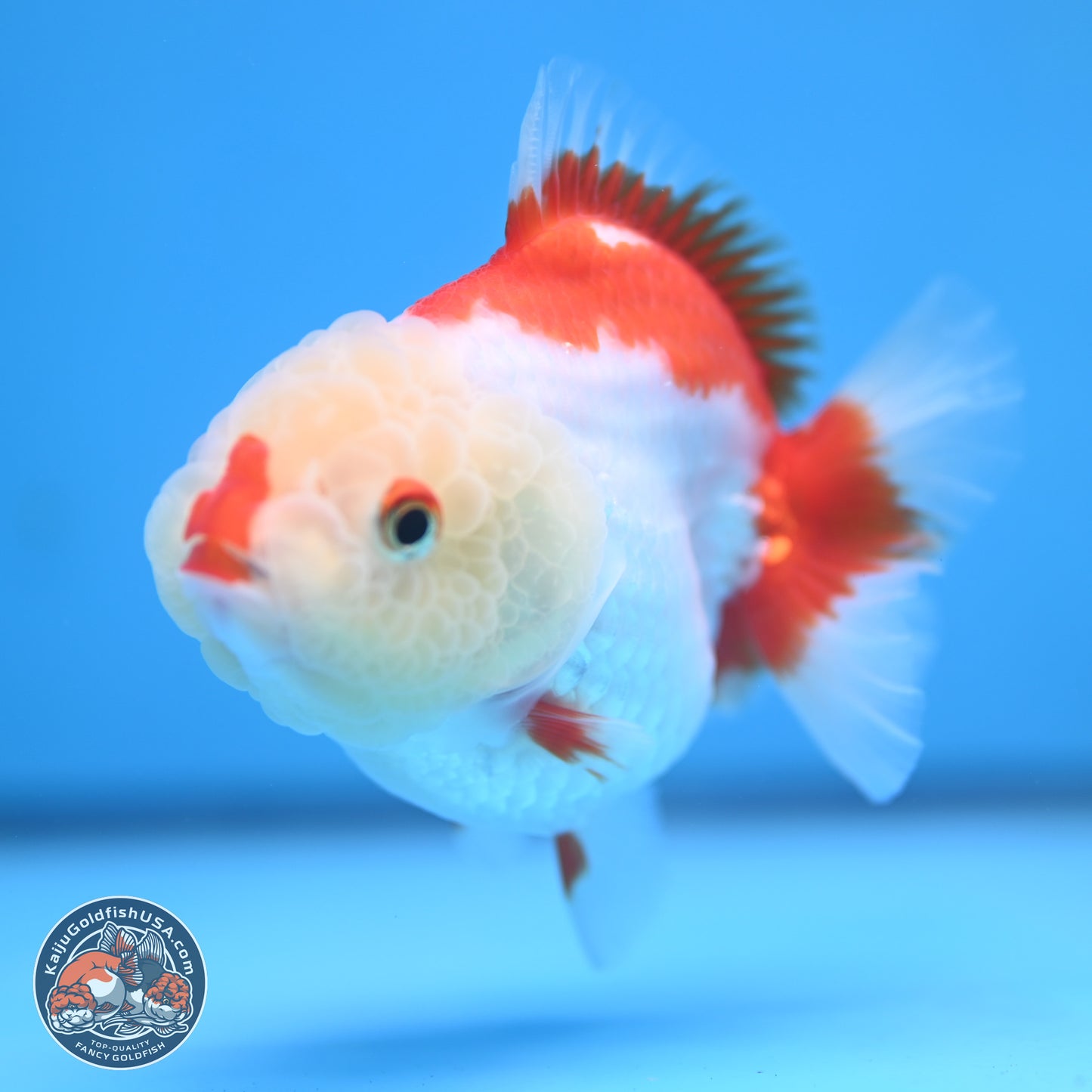 Red White YuanBao Oranda 3.25 inches Body - Female (250103_OR15) - Kaiju Goldfish USA