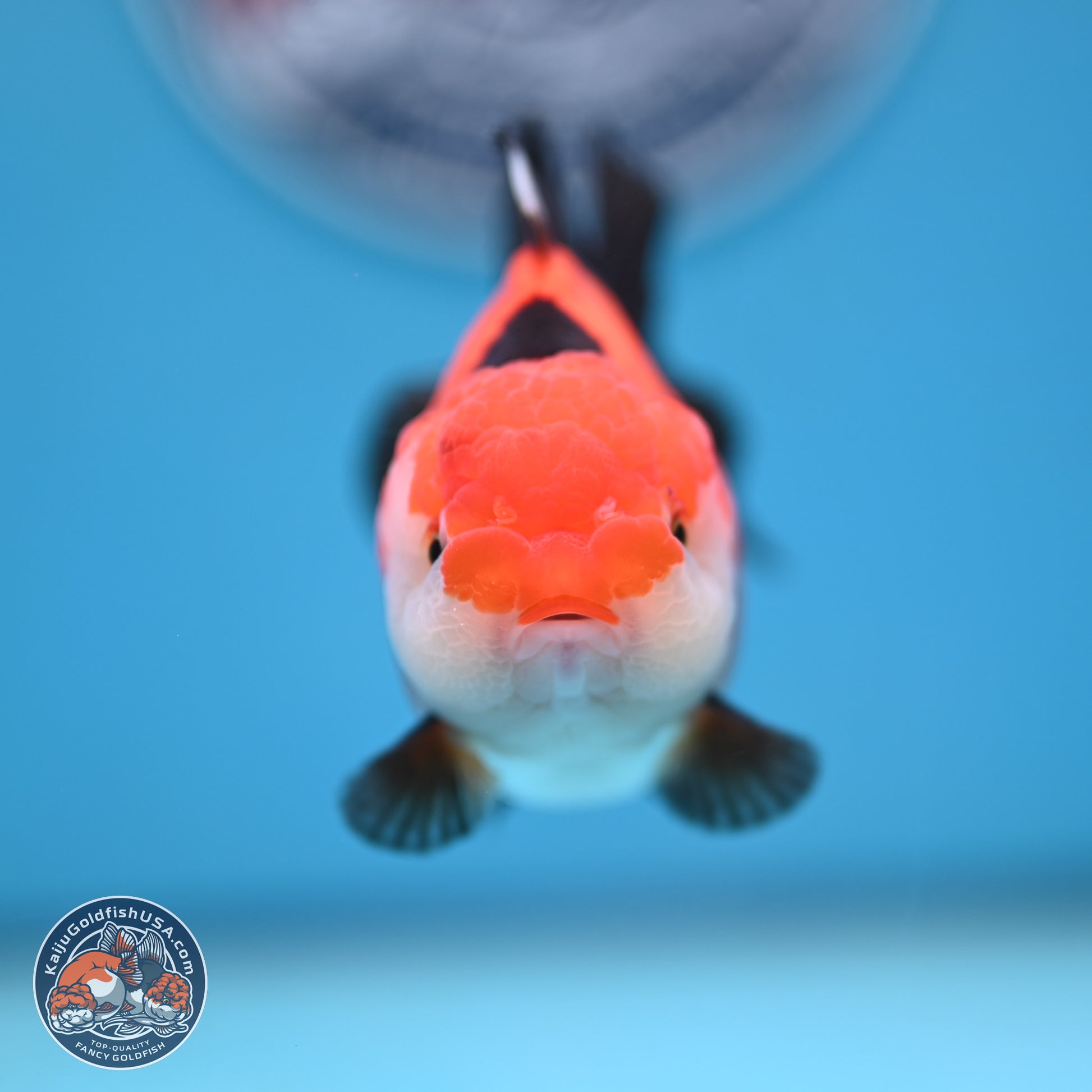 Tricolor Oranda 3.5-4 inches (241004_OR15) - Kaiju Goldfish USA