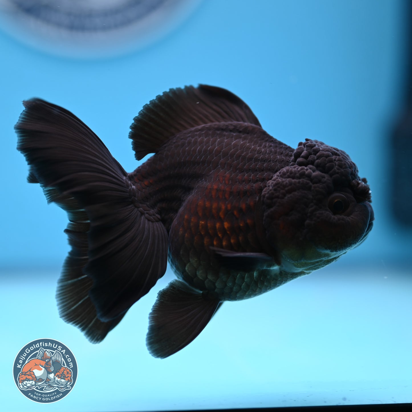 Black Rose Tail Oranda 3.5-5 inches (240913_OR15) - Kaiju Goldfish USA