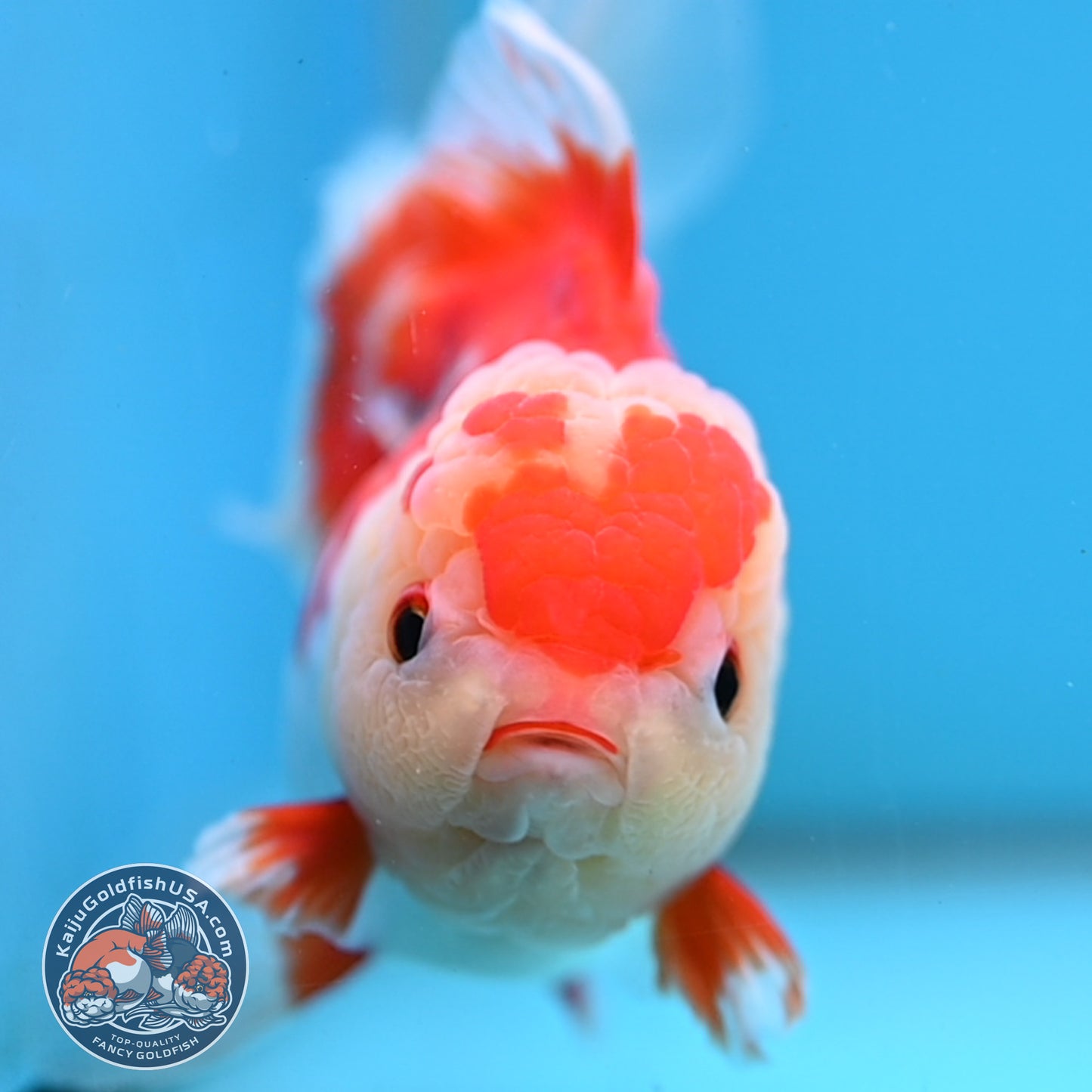Red White Rose Tail Oranda 4 inch Body (251003_OR15)