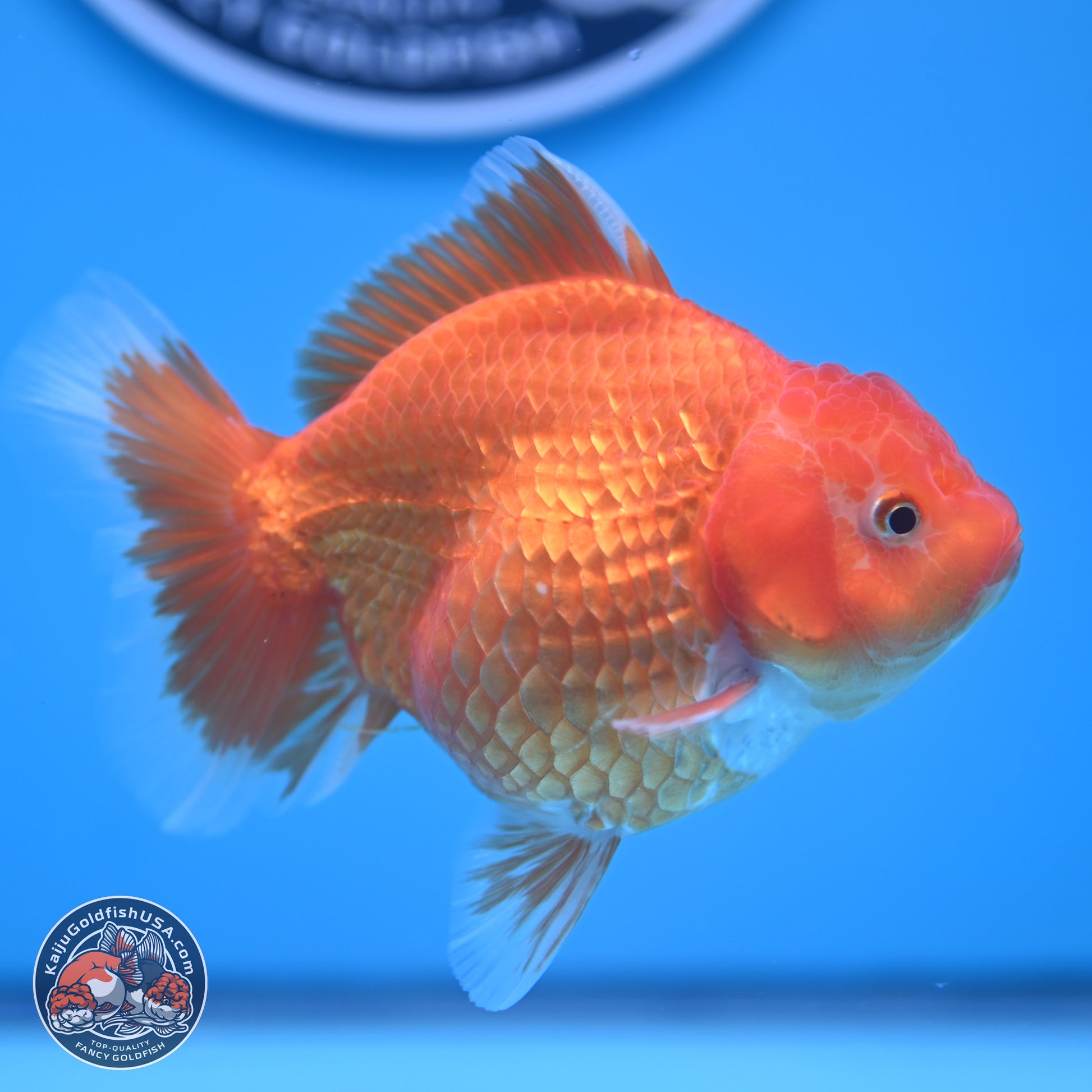 Classic Red YuanBao Oranda 4.5 inches - Female (241122_OR15) - Kaiju Goldfish USA