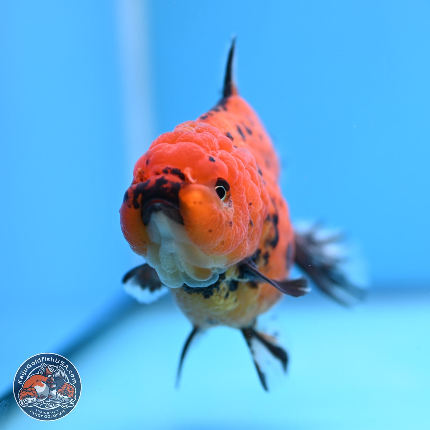 Shogun Tiger YuanBao Oranda 3.5in Body (240802_OR15) - Kaiju Goldfish USA