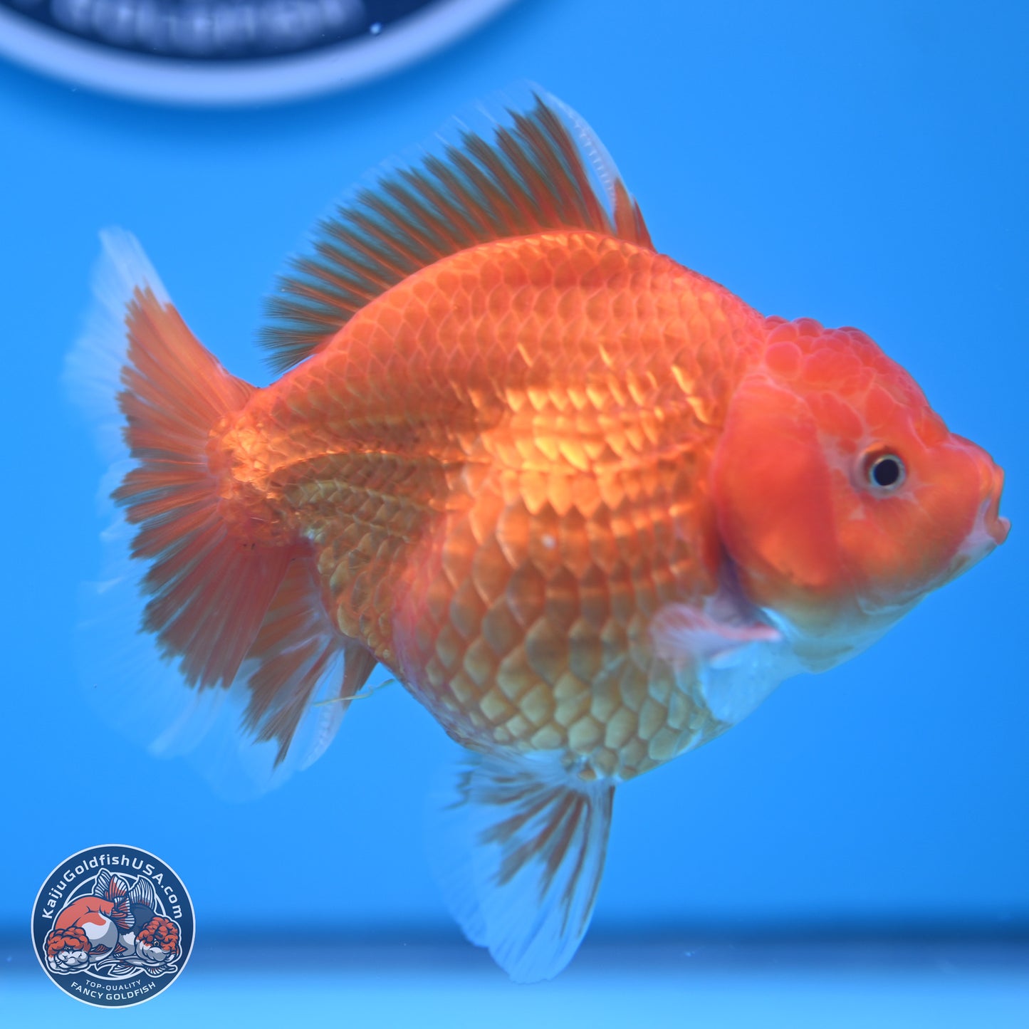 Classic Red YuanBao Oranda 4.5 inches - Female (241122_OR15) - Kaiju Goldfish USA