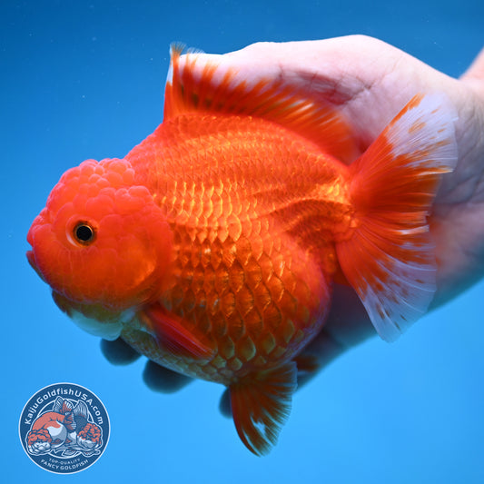 Classic Red Oranda 4.5 inch Body (250912_OR15)