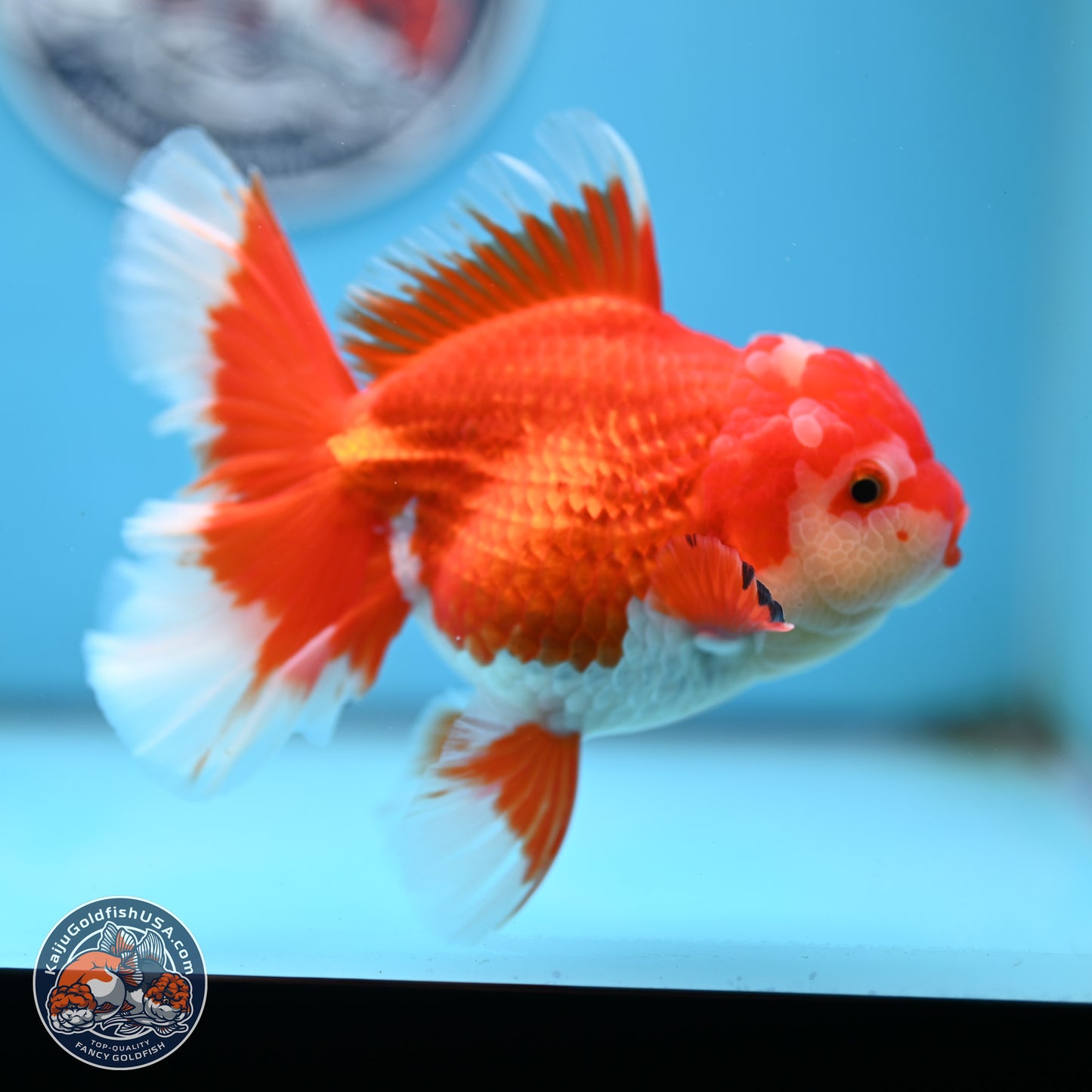 Red White Orchid Tail Oranda 4 inches Body - Female (250214_OR15)